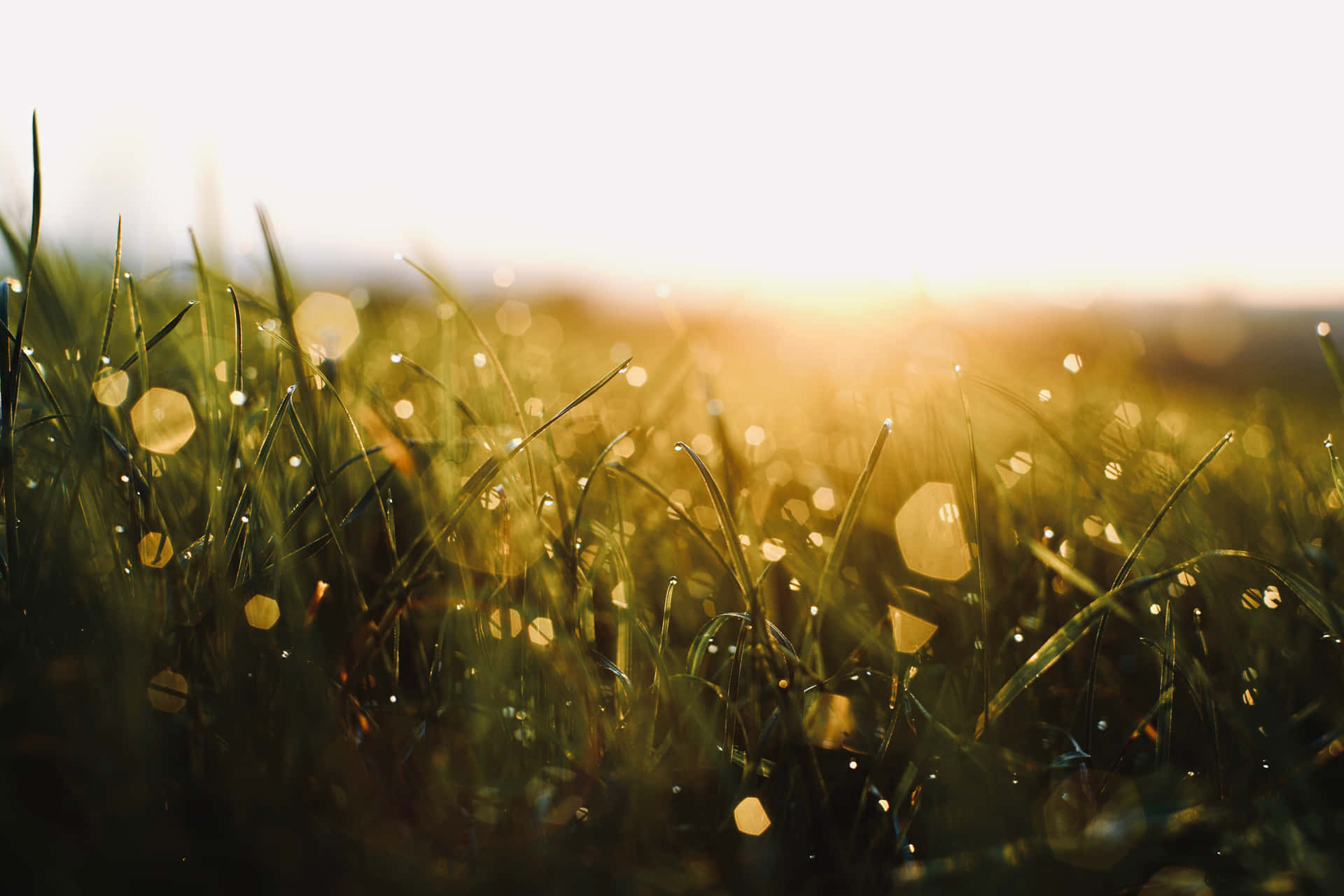 Sunset Grass Field With Bokeh Background