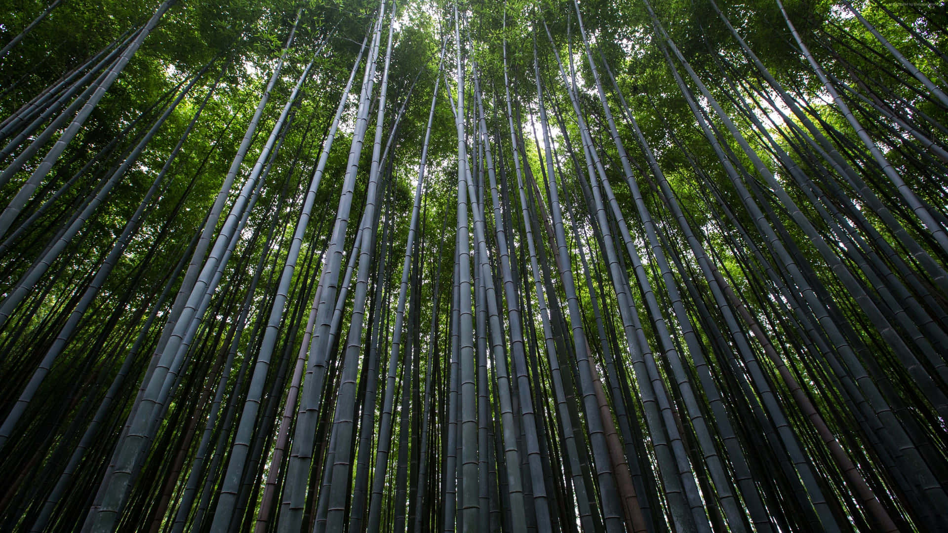 Caption: Serene Green Bamboo Forest Wallpaper