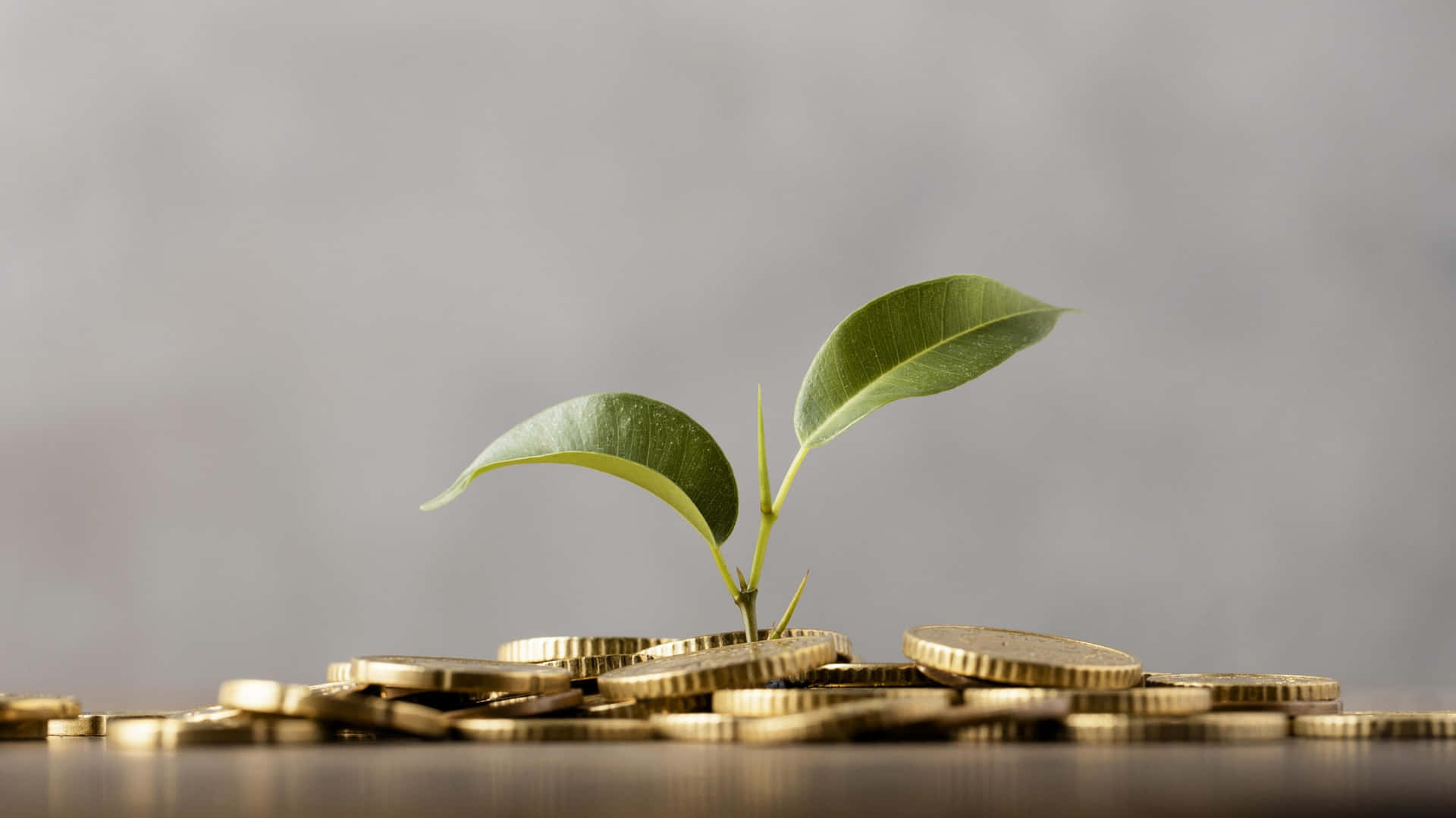 Green Finance and Sustainable Investment Wallpaper