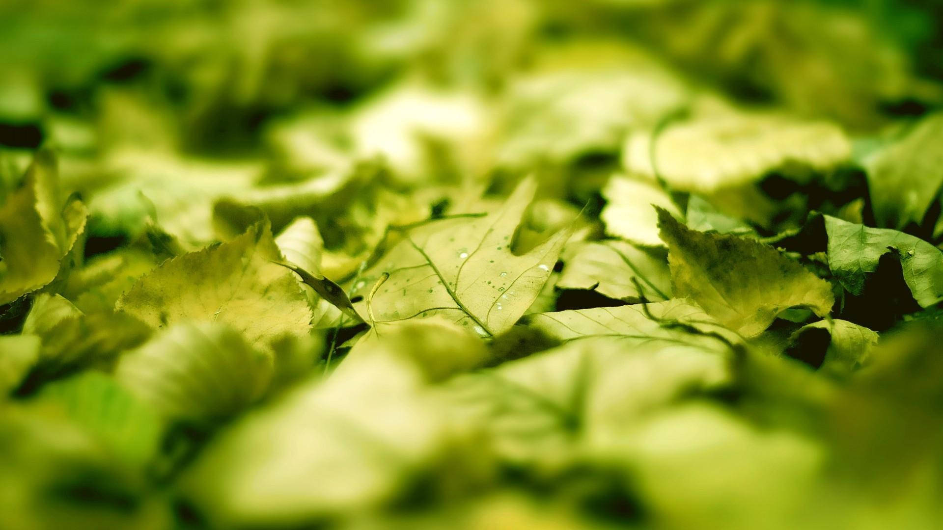 Green Leaves Nature Blur Background Wallpaper