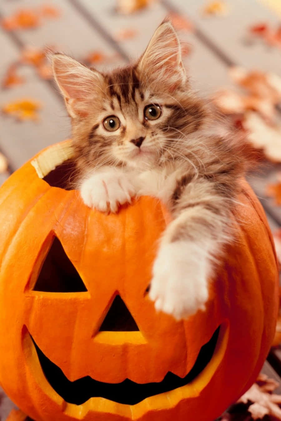 Halloween Cat Pictures Cute