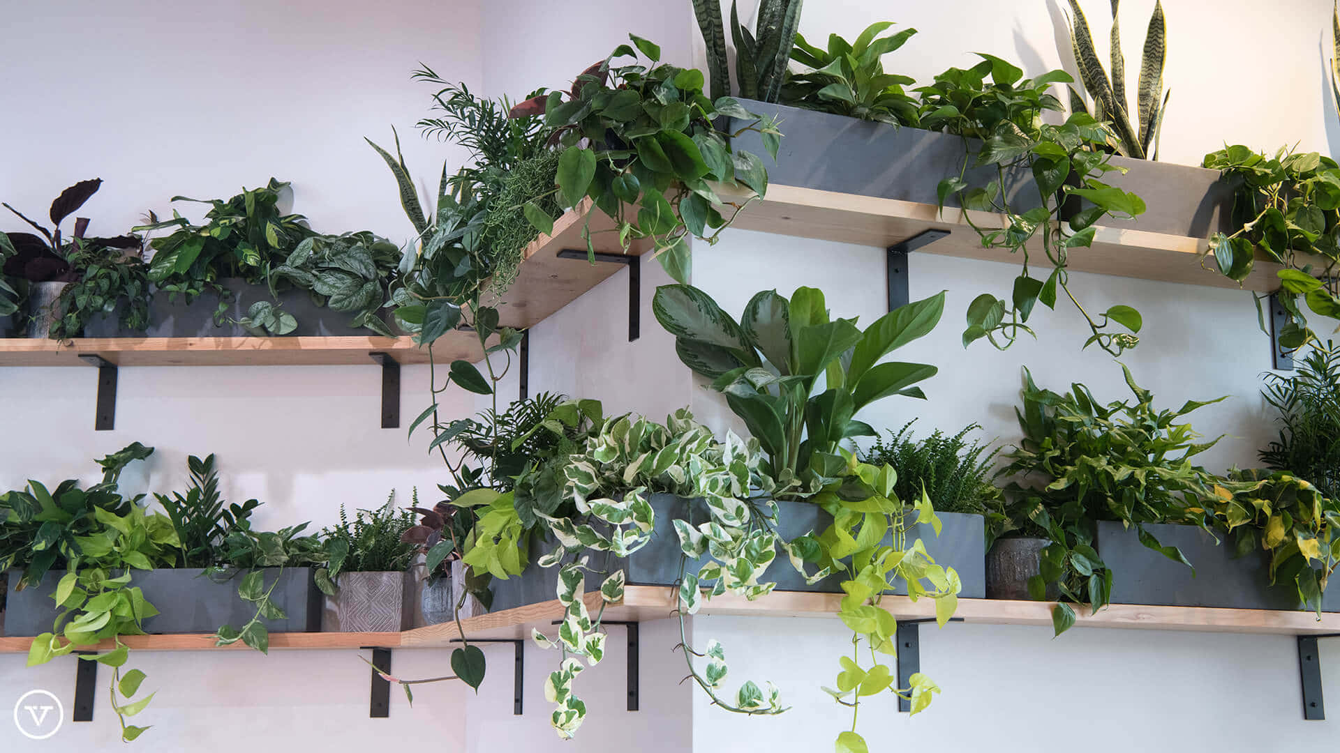Hanging Shelves With Plant Beds Virtual Background