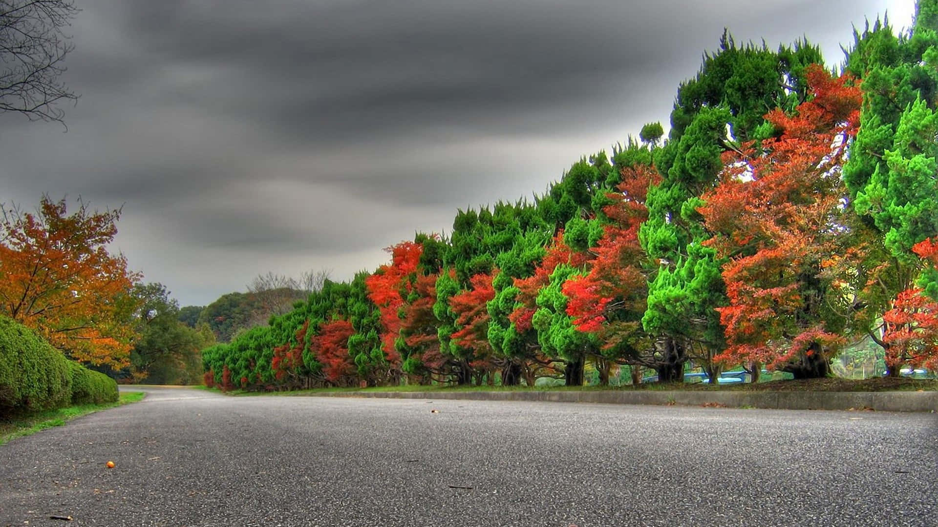 a road lined with trees with colorful leaves