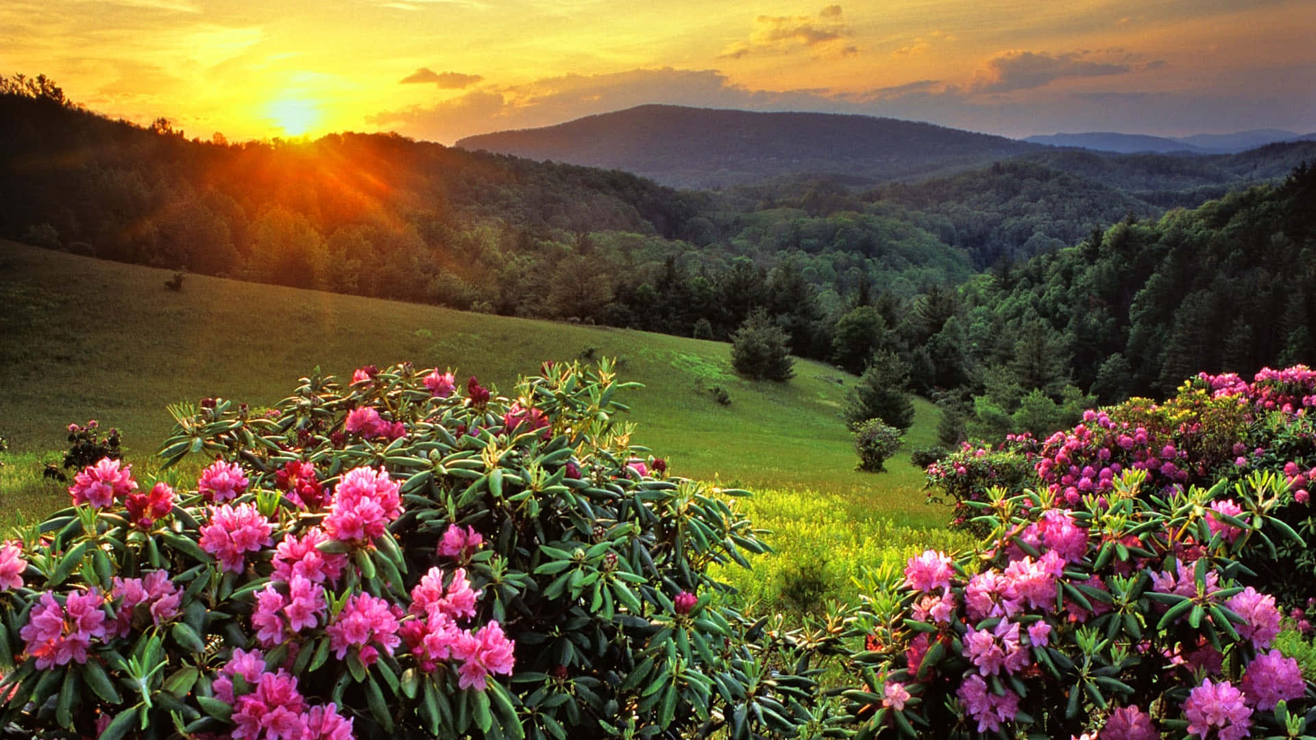 A Beautiful Sunset Over A Mountain With Pink Flowers