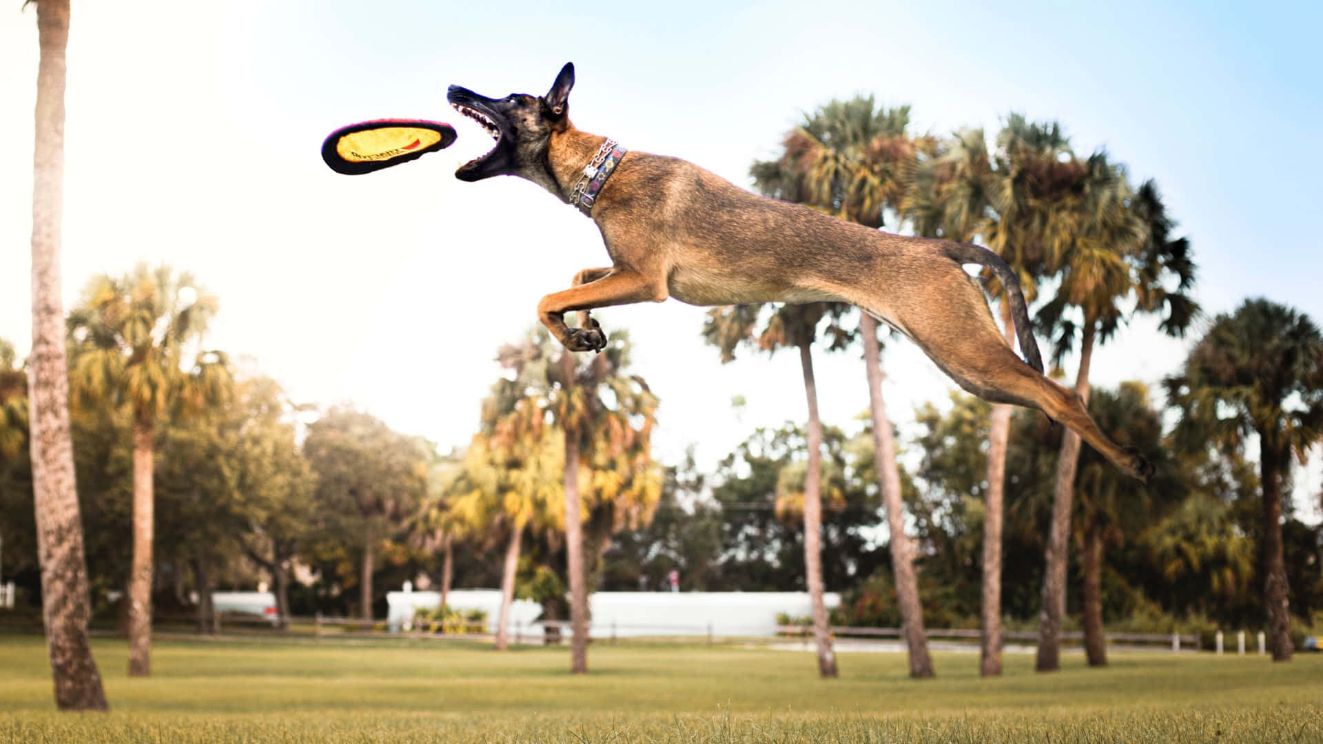A bright and eye-catching Frisbee flying through the air