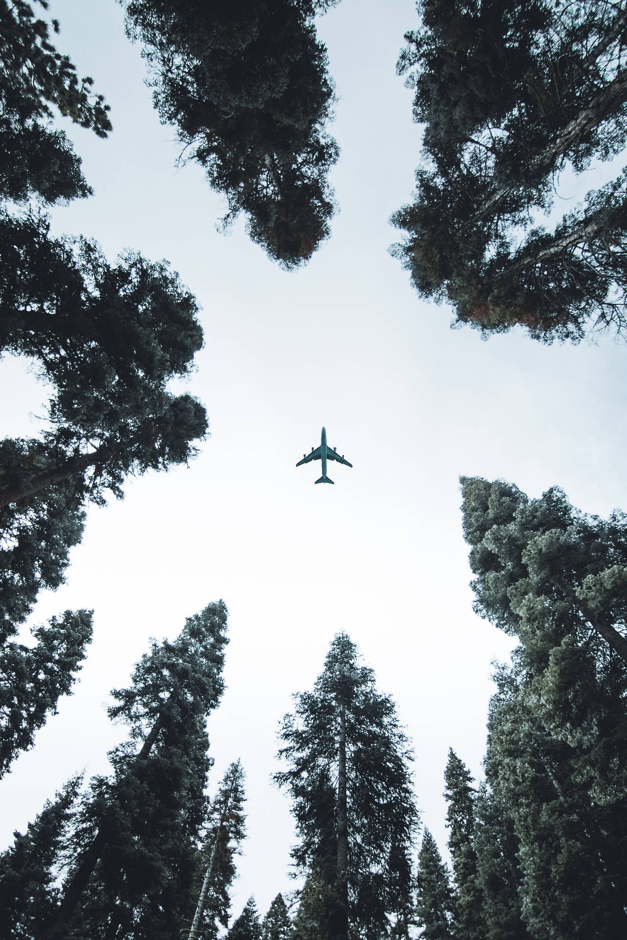 Hd Plane Flying Above Trees Wallpaper