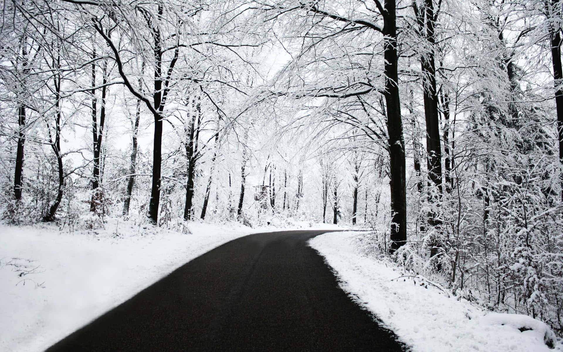 HD Winter Background White Forest Road