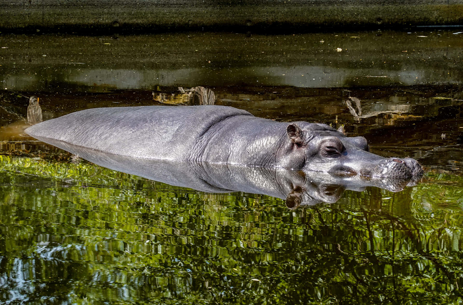 Big Floating River Hippopotamus Picture