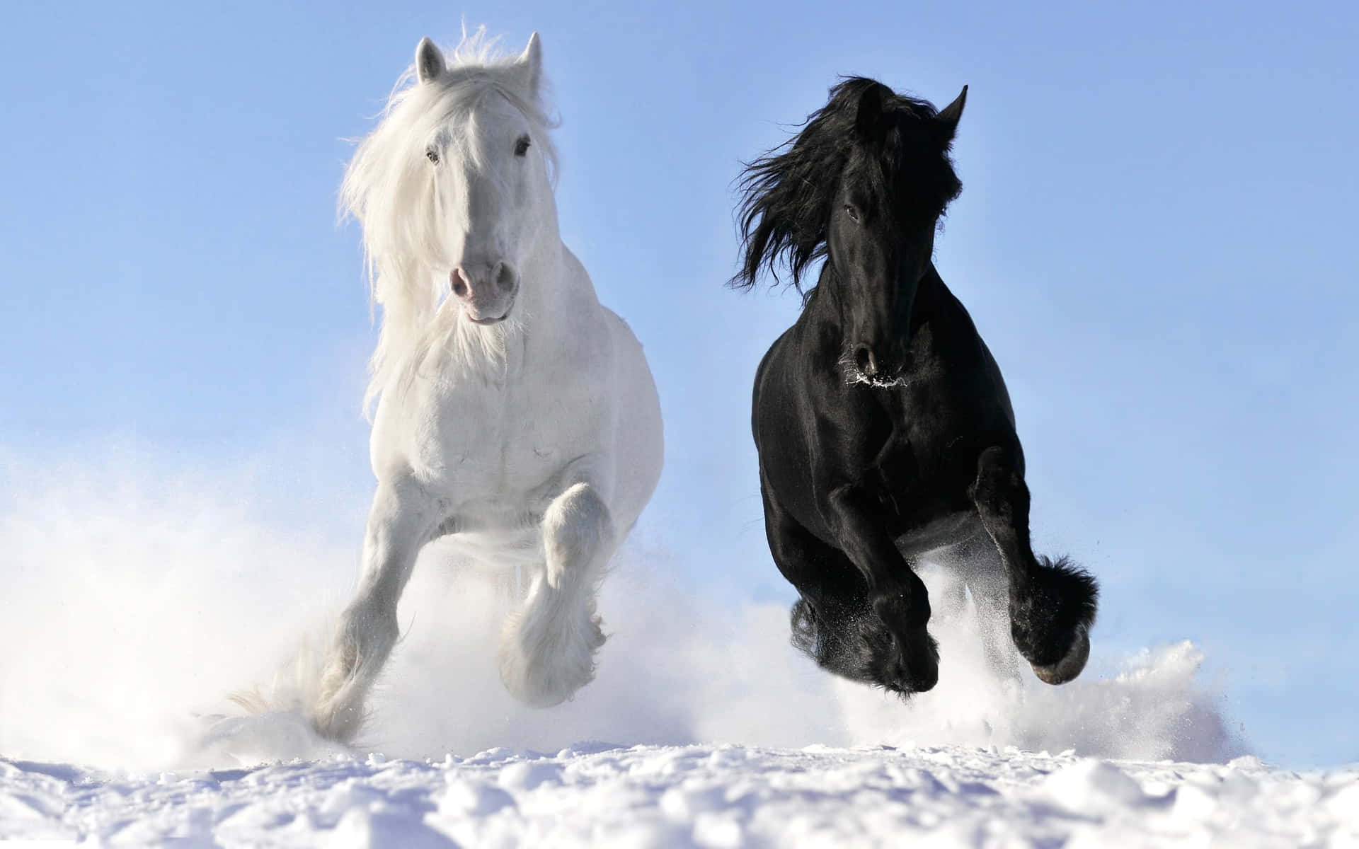 Black And White Horses Pictures