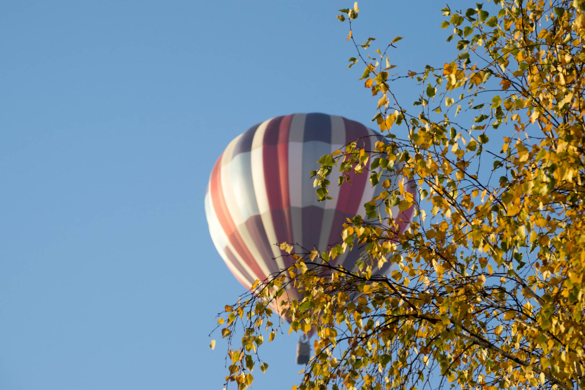 Hot Air Balloon Behind Tree In Lithuania Wallpaper