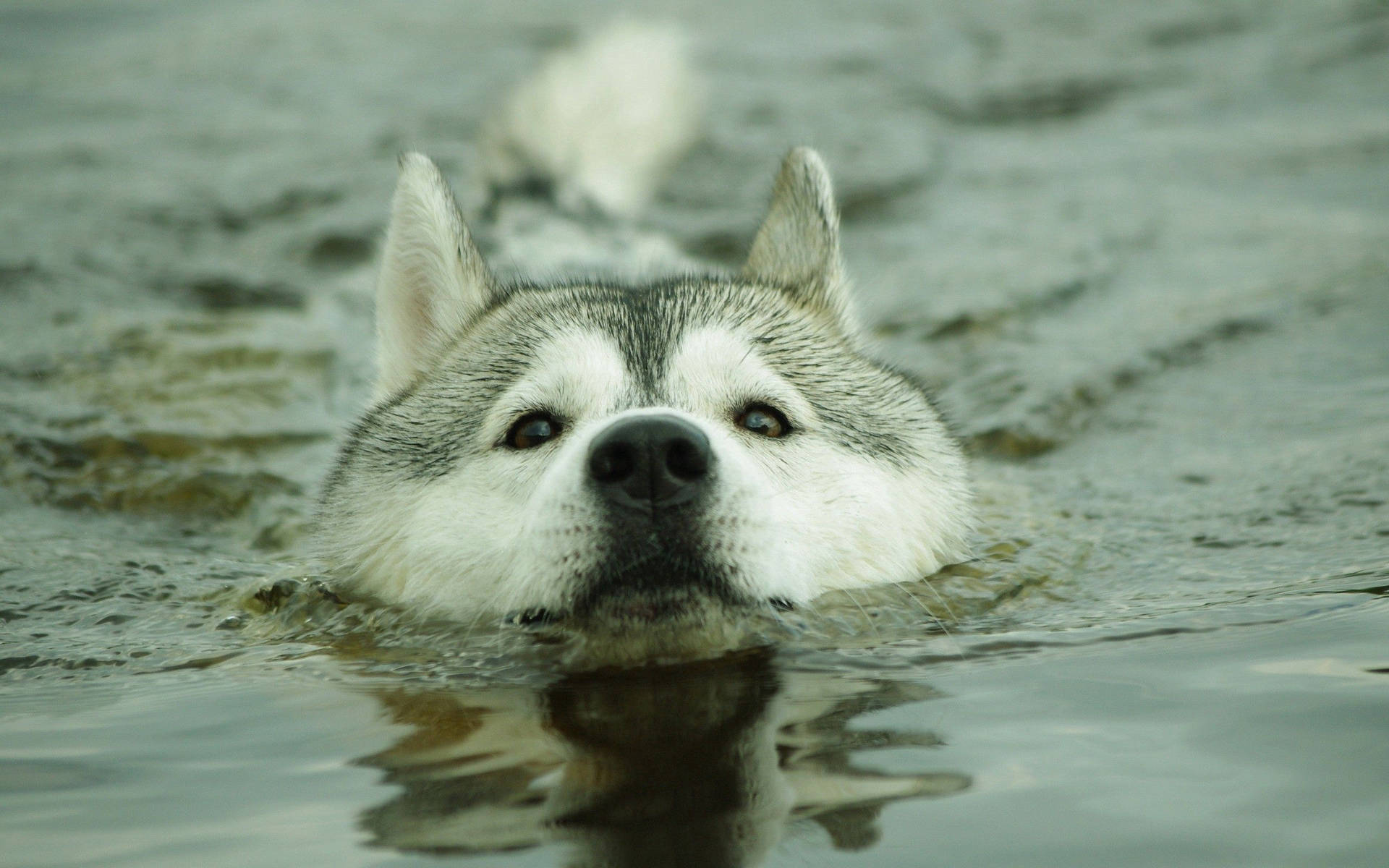 "Take a Dip - This Husky Is Having the Time of Its Life" Wallpaper