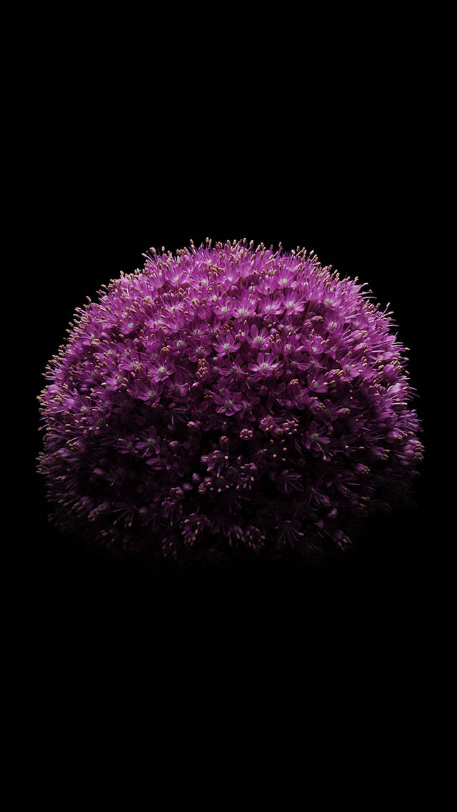iOS 8 Violet Flower Wallpaper
