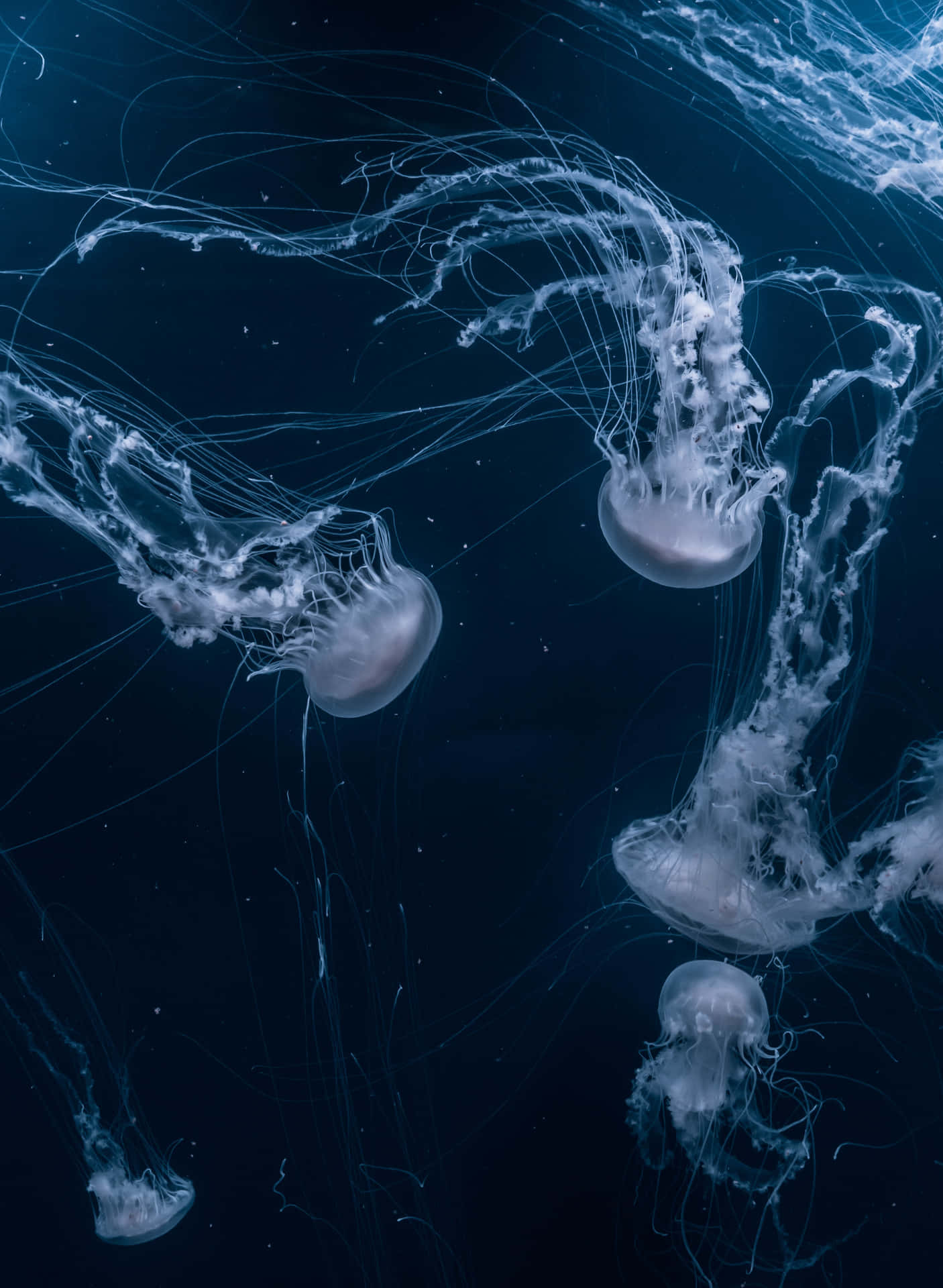 Amazing Jellyfish iPhone Background