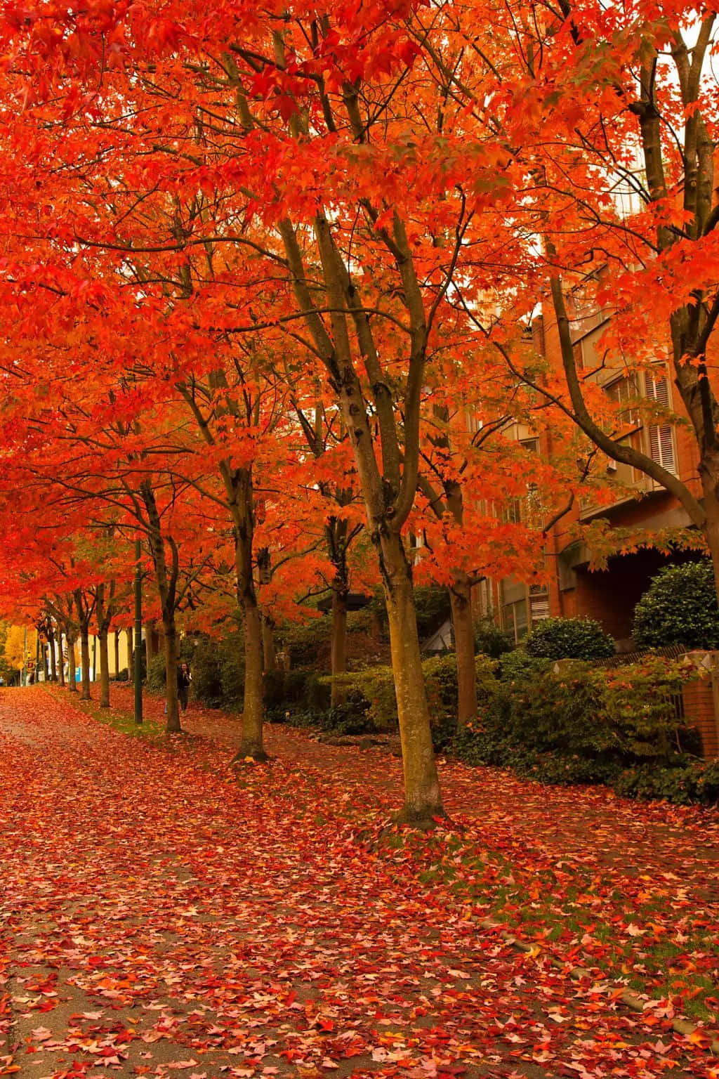 A Street Lined With Red Leaves