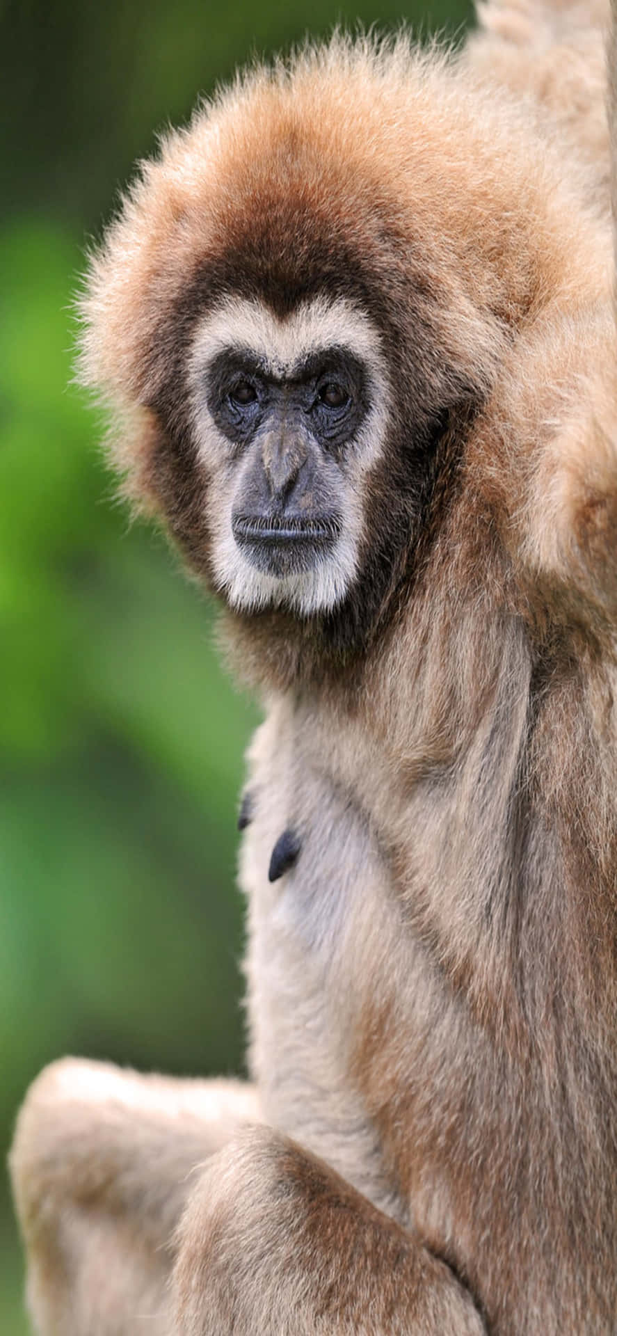 Iphone X Gibbon Background Healthy Adult Gibbon