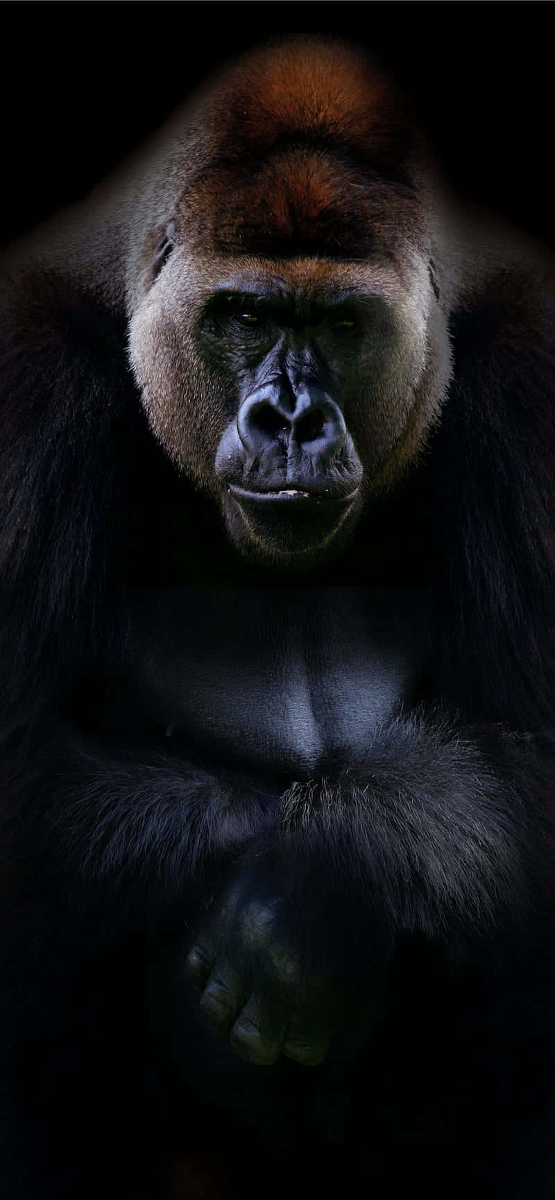 Iphone Xs Gorilla Background Portrait