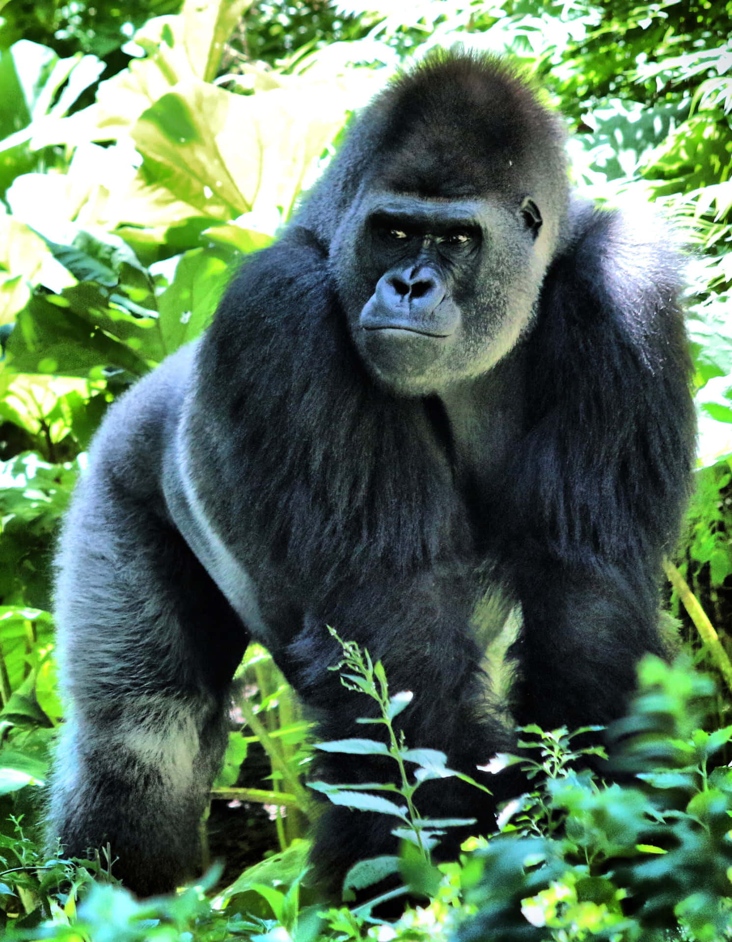 Iphone Xs Gorilla Background Huge Gorilla In The Jungle