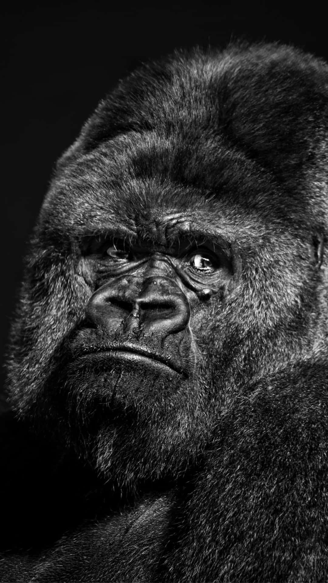 Iphone Xs Gorilla Background Gorilla Mean Mugging