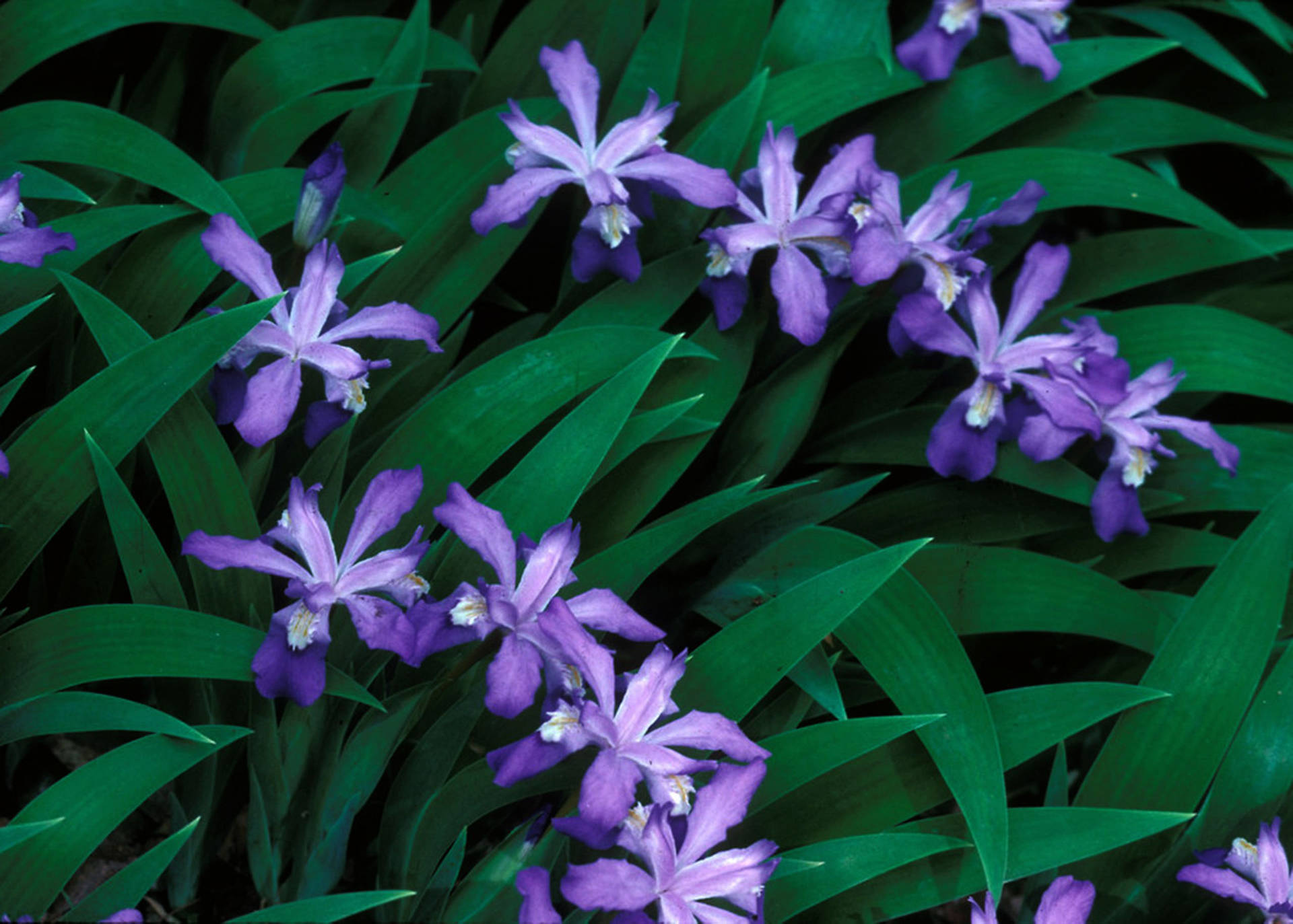 Iris Flowers Cristata Wallpaper