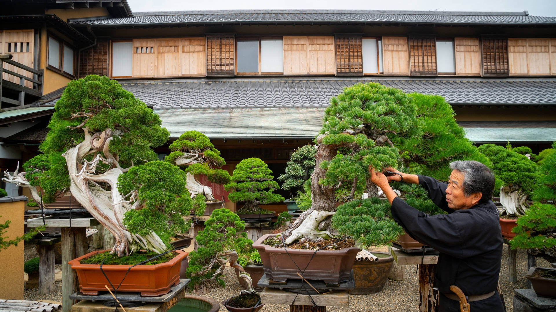 Japanese Gardener Trimming Leaves Bonsai Wallpaper