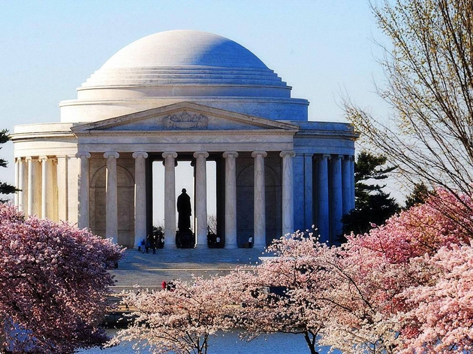 Picturesque Jefferson Memorial Framed by Blossoming Cherry Trees Wallpaper