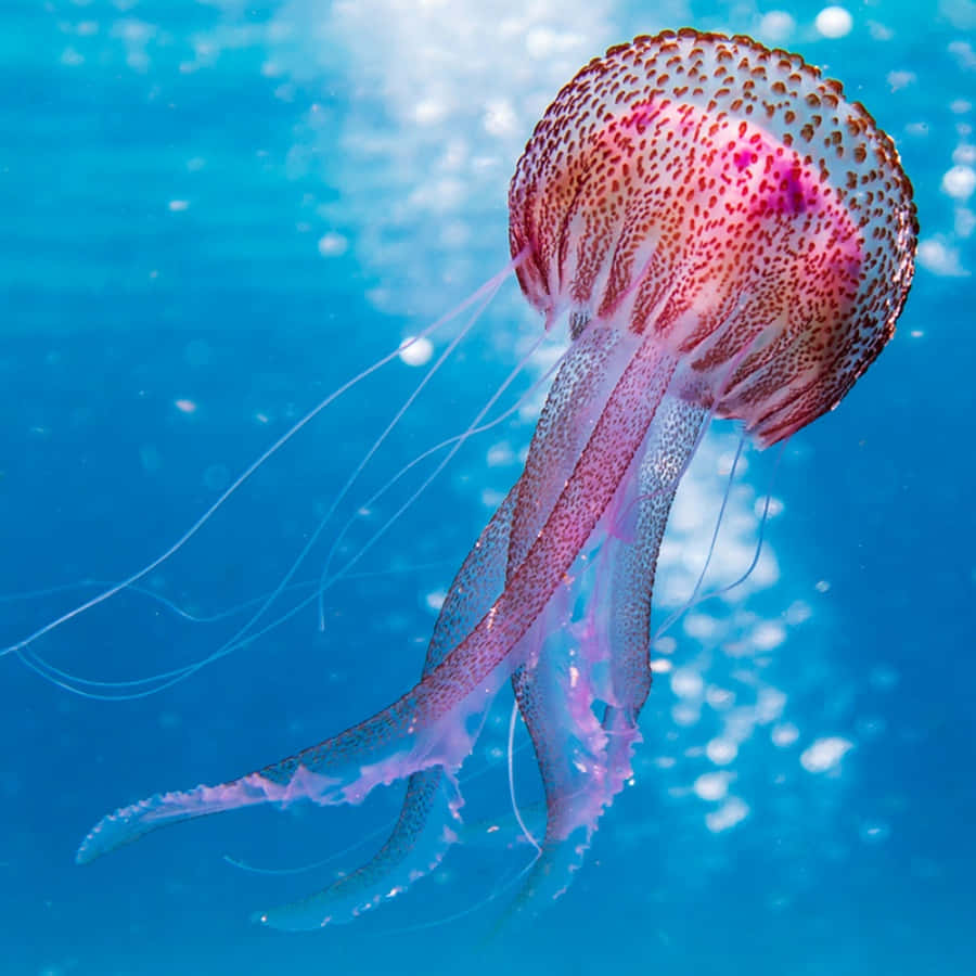 Colorful Jellyfish Make Their Way Through the Ocean Depths