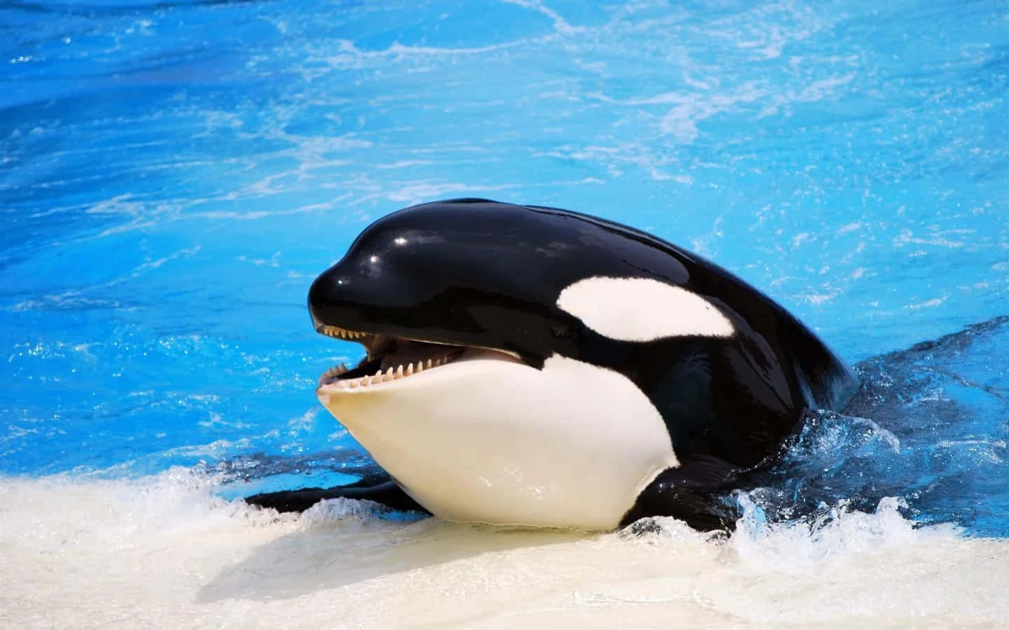 Killer Whale In Pool Picture
