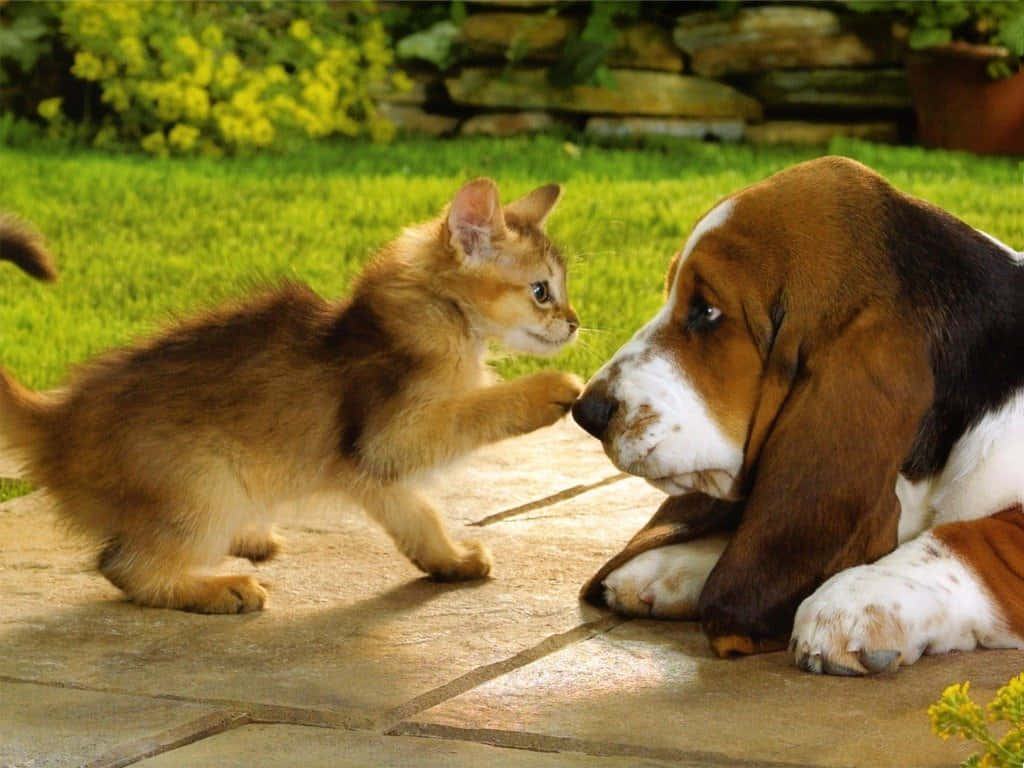 A playful puppy and adorable kitten playing together Wallpaper