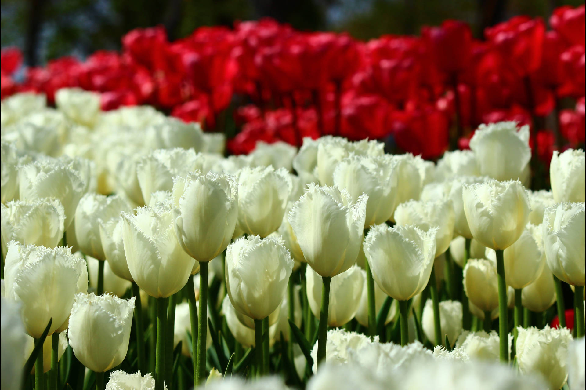 Konya Red And White Tulips Wallpaper