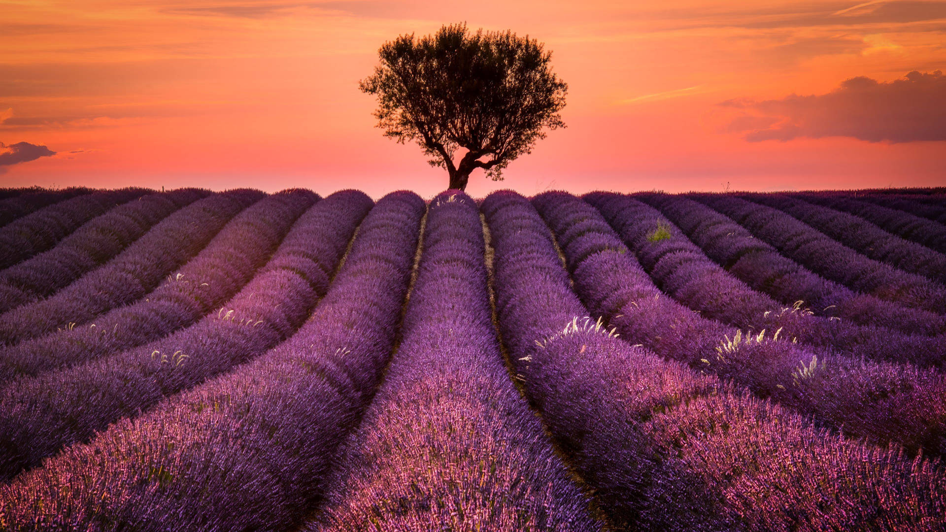 Lavender In Provence France Wallpaper