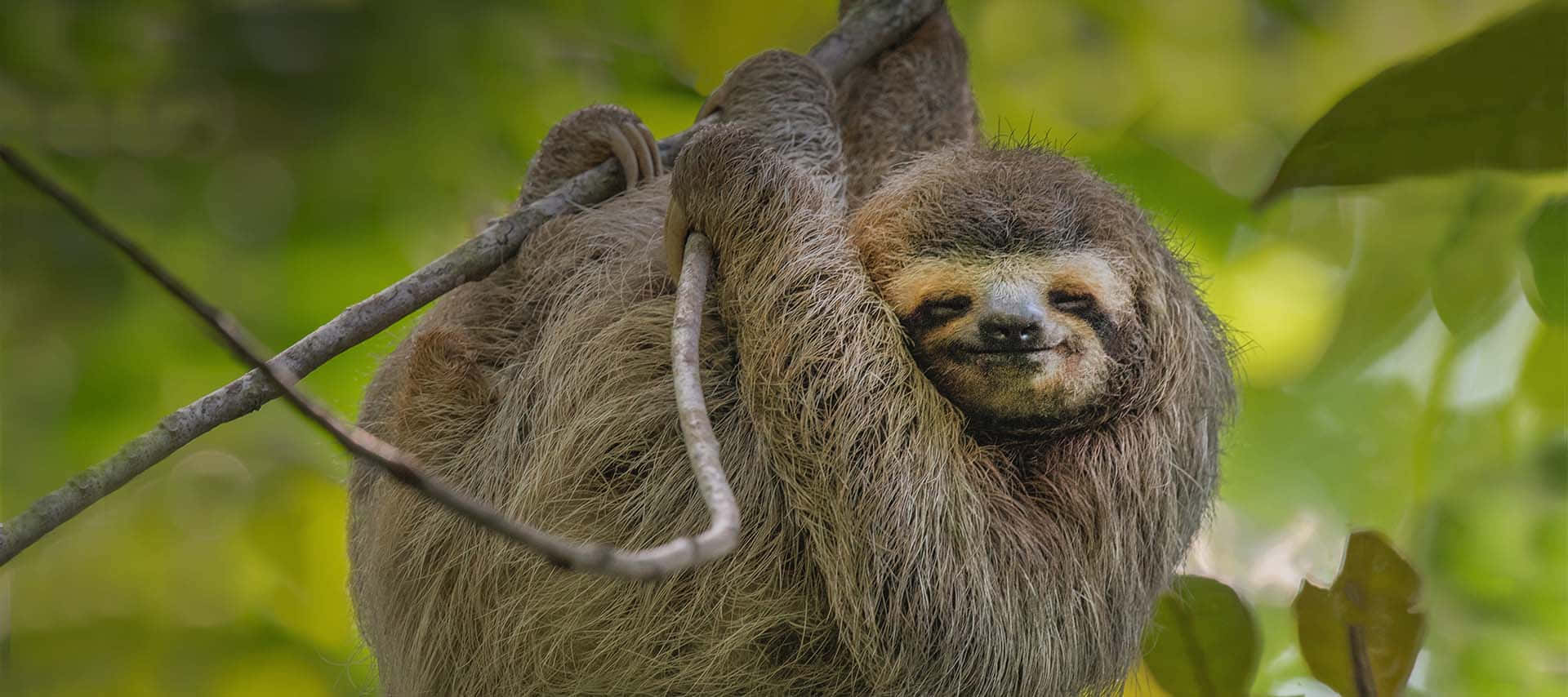 Lethargic Sloth Wallpaper