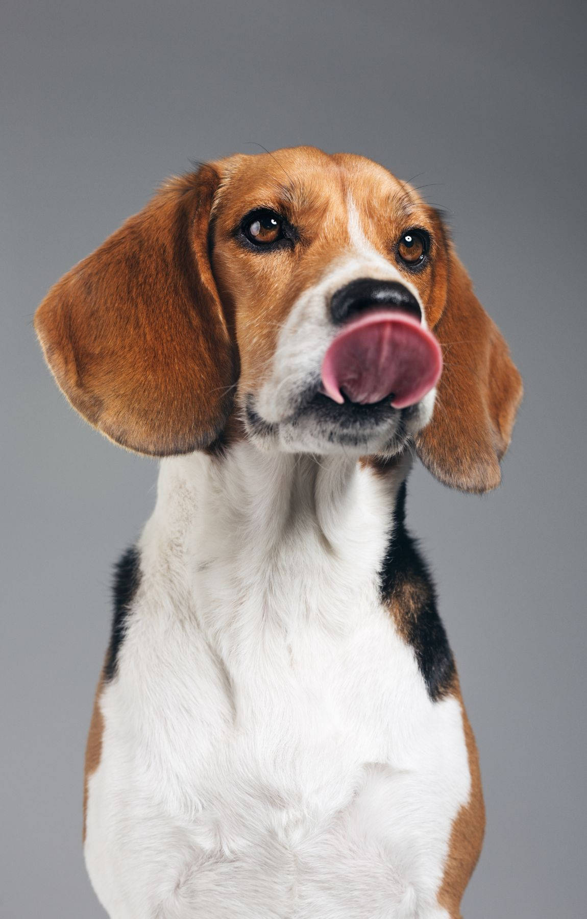 Playful Licking Beagle Pup Wallpaper