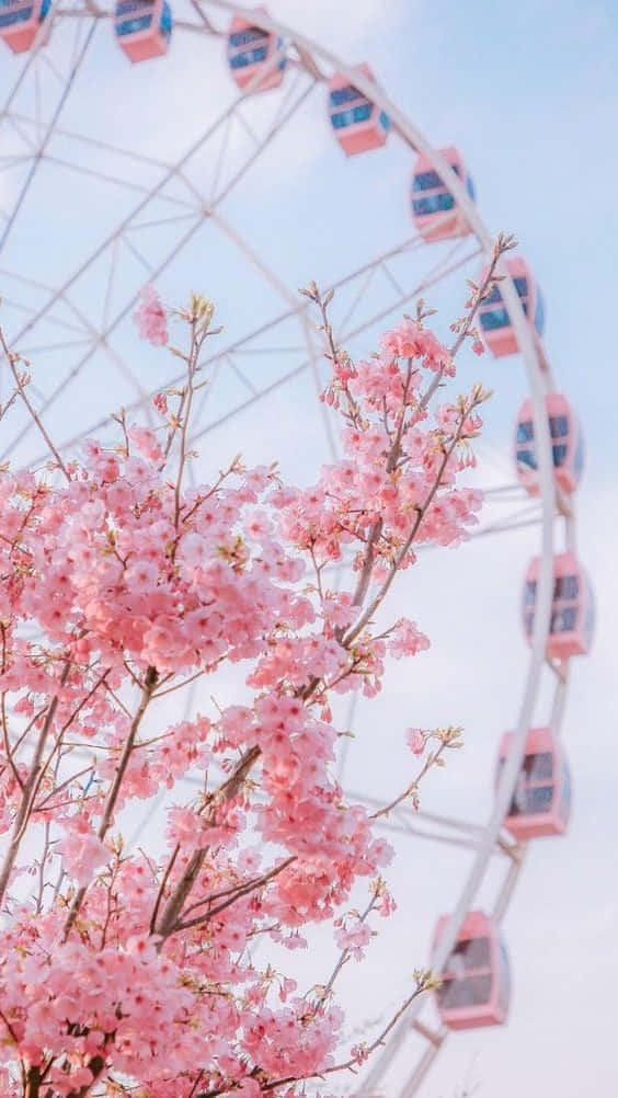 Live Aesthetic Cherry Blossoms Ferris Wheel Wallpaper