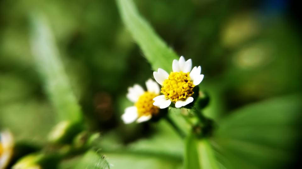 Lovely Nature Blurred Daisies Wallpaper