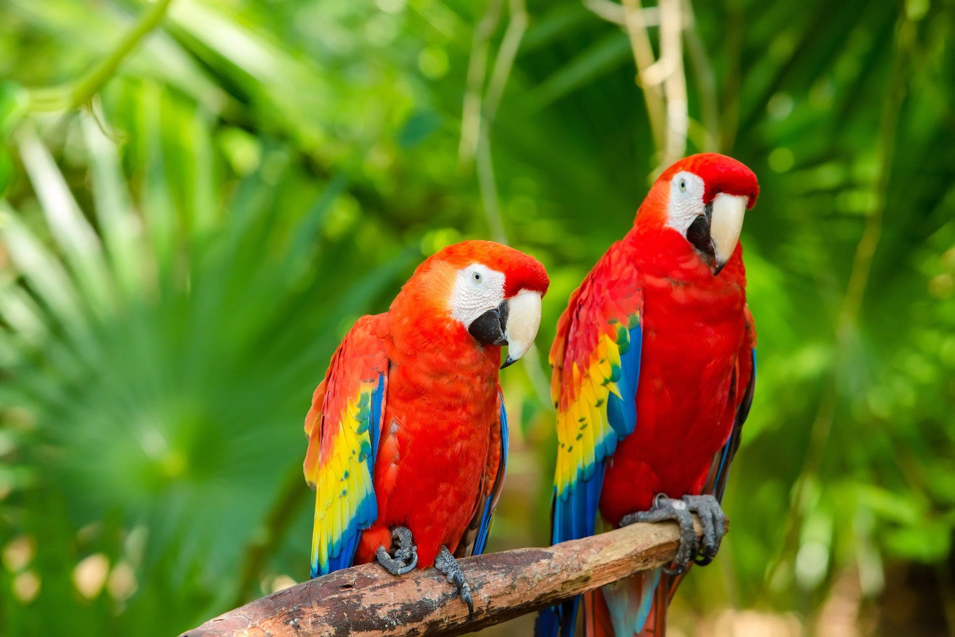 Macaw Parrots With Fan-Shaped Leaves Wallpaper