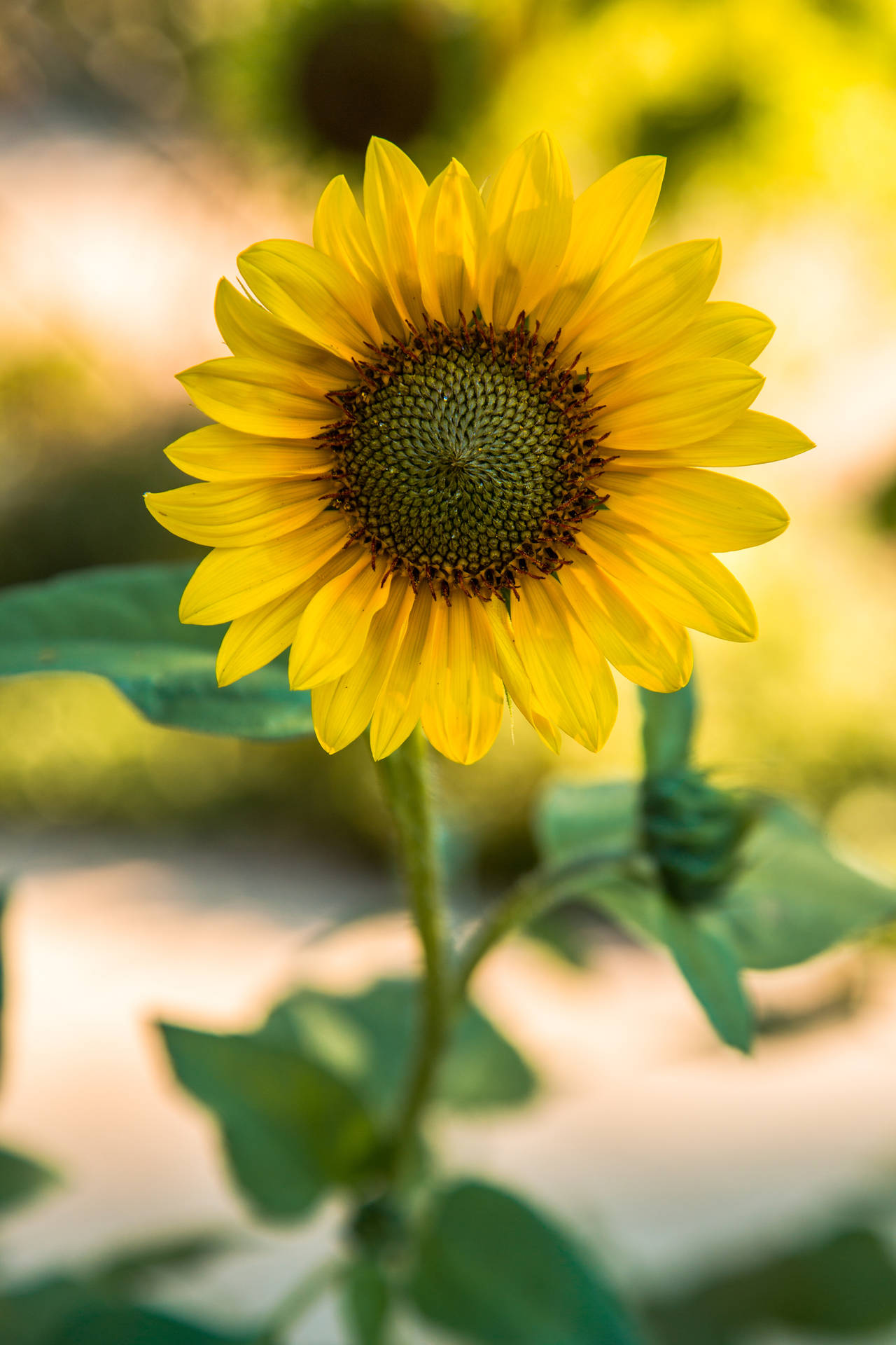 "A Close-Up of a Bright Sunflower Under the Sun" Wallpaper