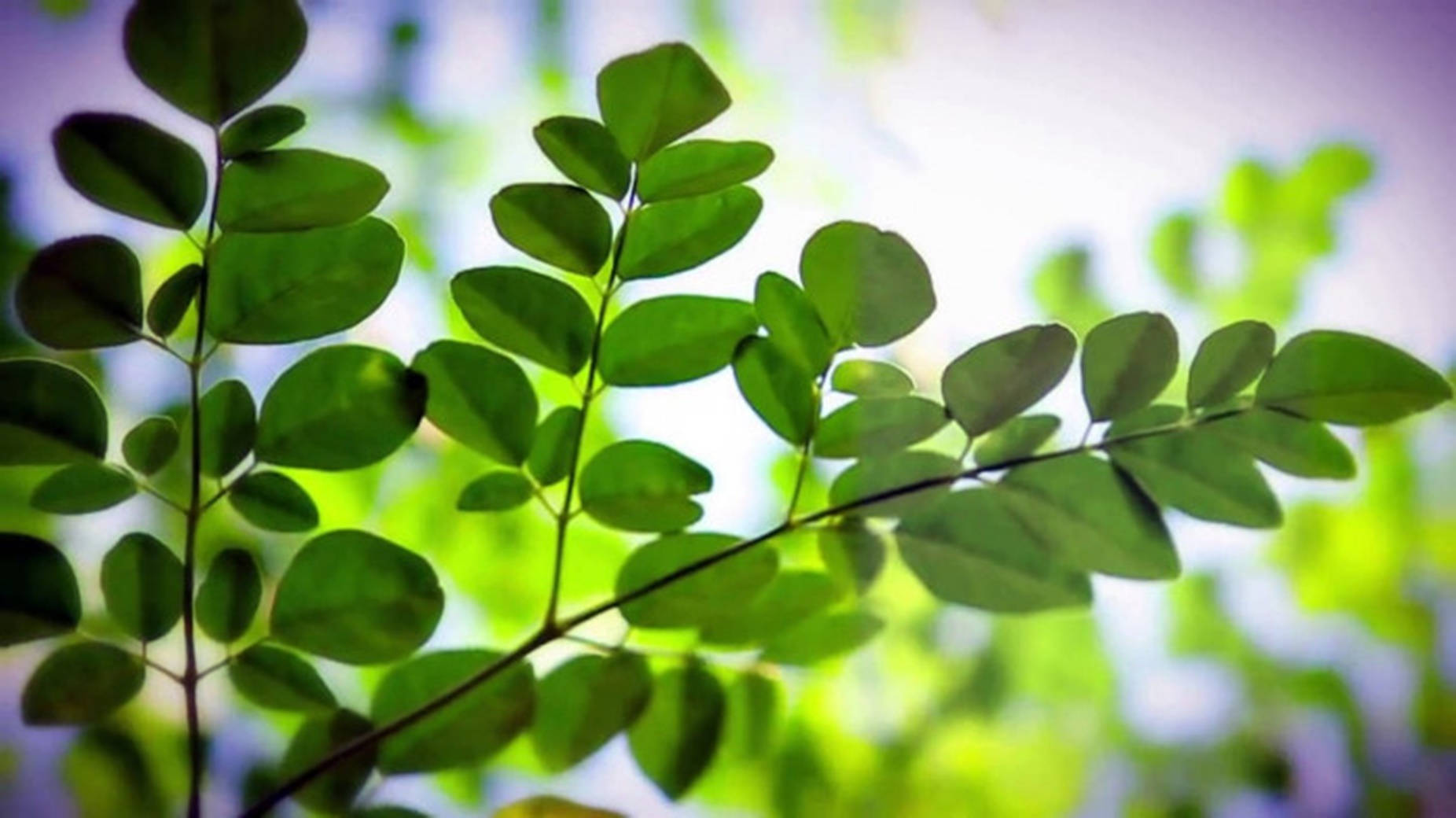 Thriving Moringa Oleifera - Nature's Finest Medicinal Marvel Wallpaper