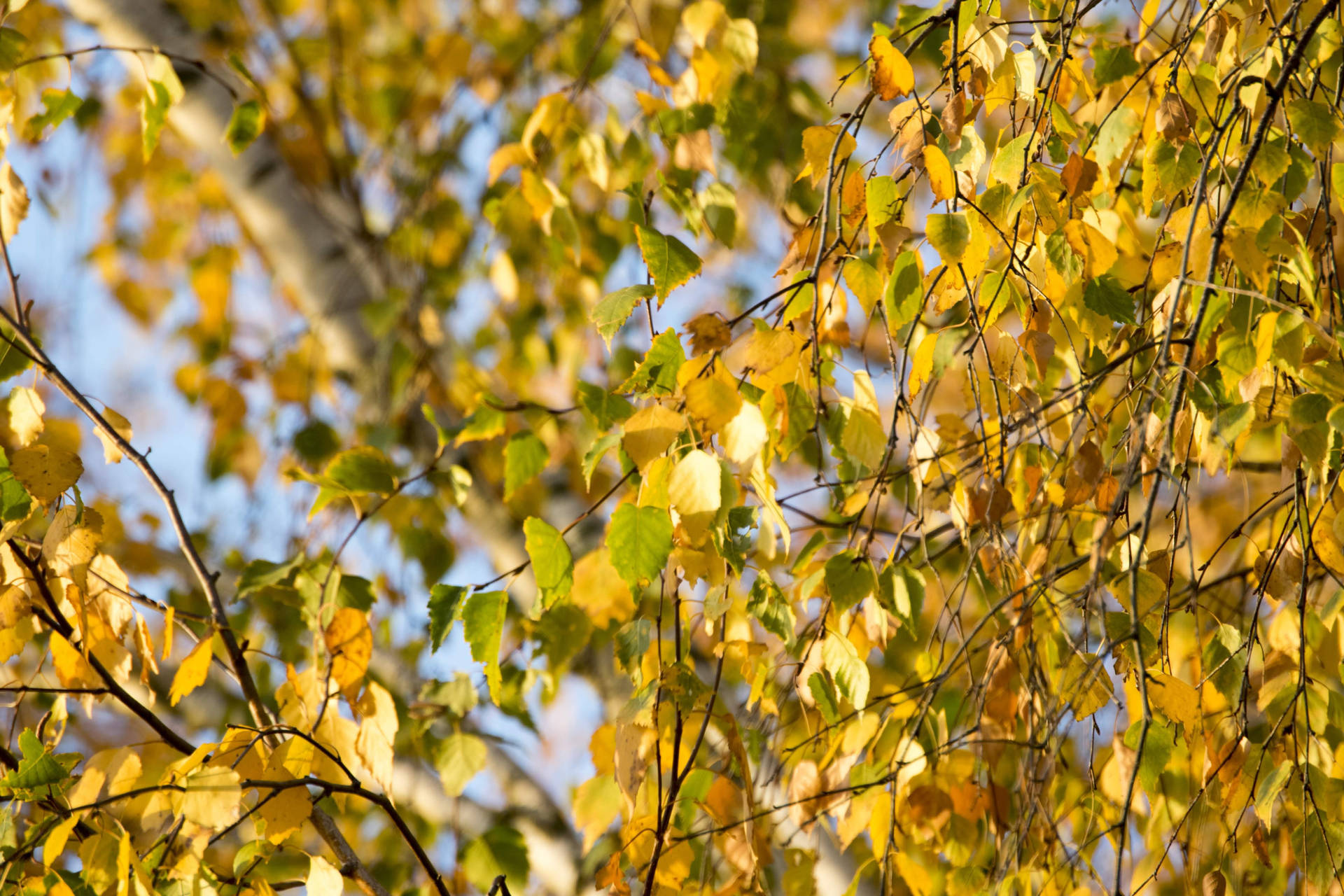Mesmerizing Yellow Tree Leaves In Lithuania Wallpaper