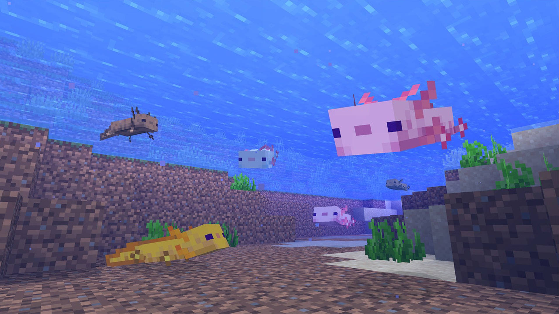 Minecraft Axolotls Underwater Wallpaper