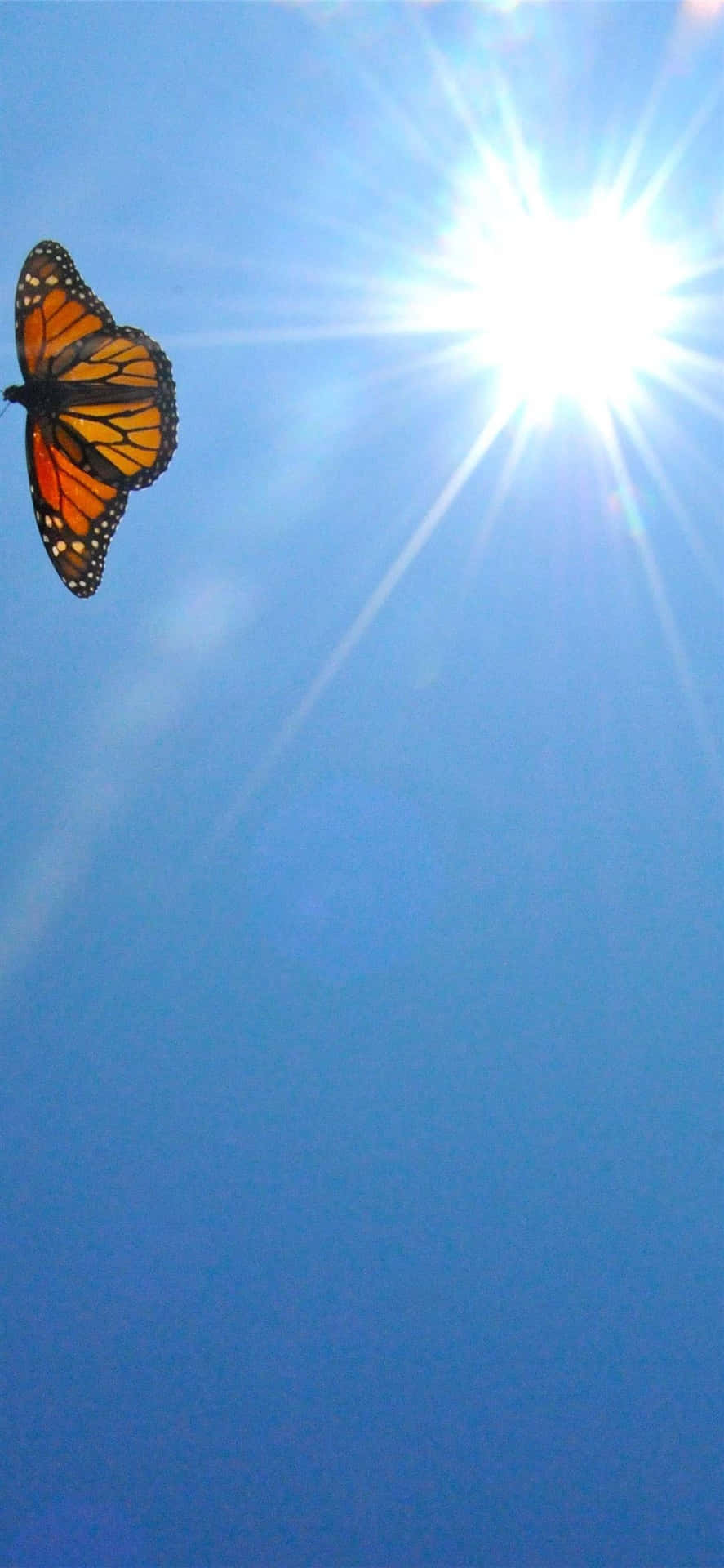 Majestic Monarch Butterfly Soaring in the Clear Blue Sky Wallpaper