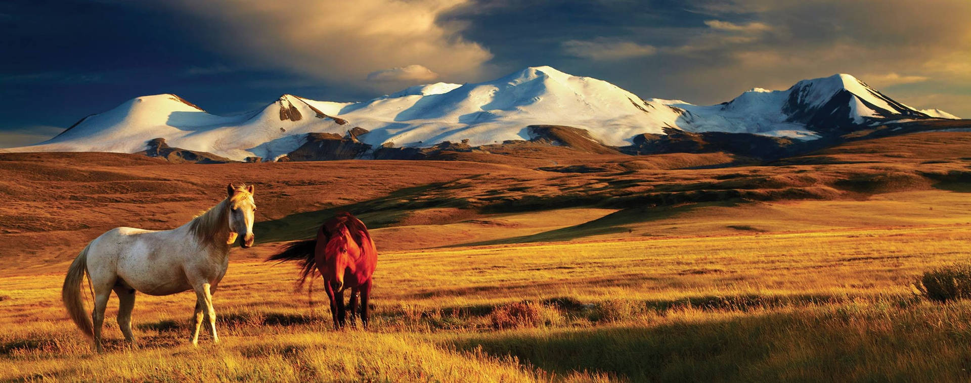 "Mongolian Horses Grazing in the Sprawling Pastures" Wallpaper