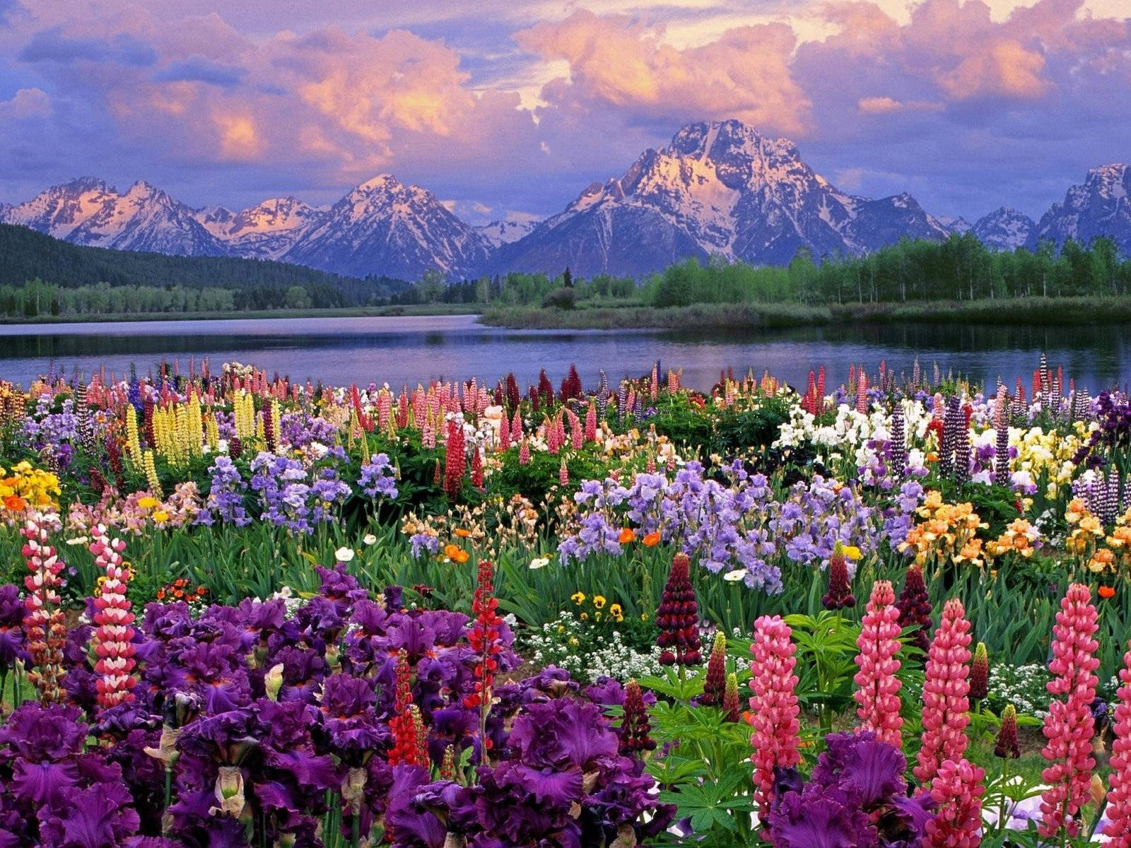 Most Beautiful Spring With Lupine Plants Wallpaper