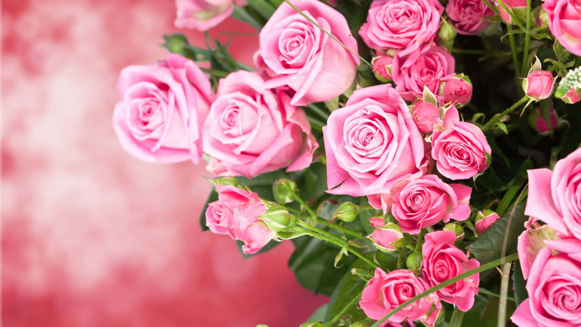 Blooming Pink Rose Bouquet Wallpaper