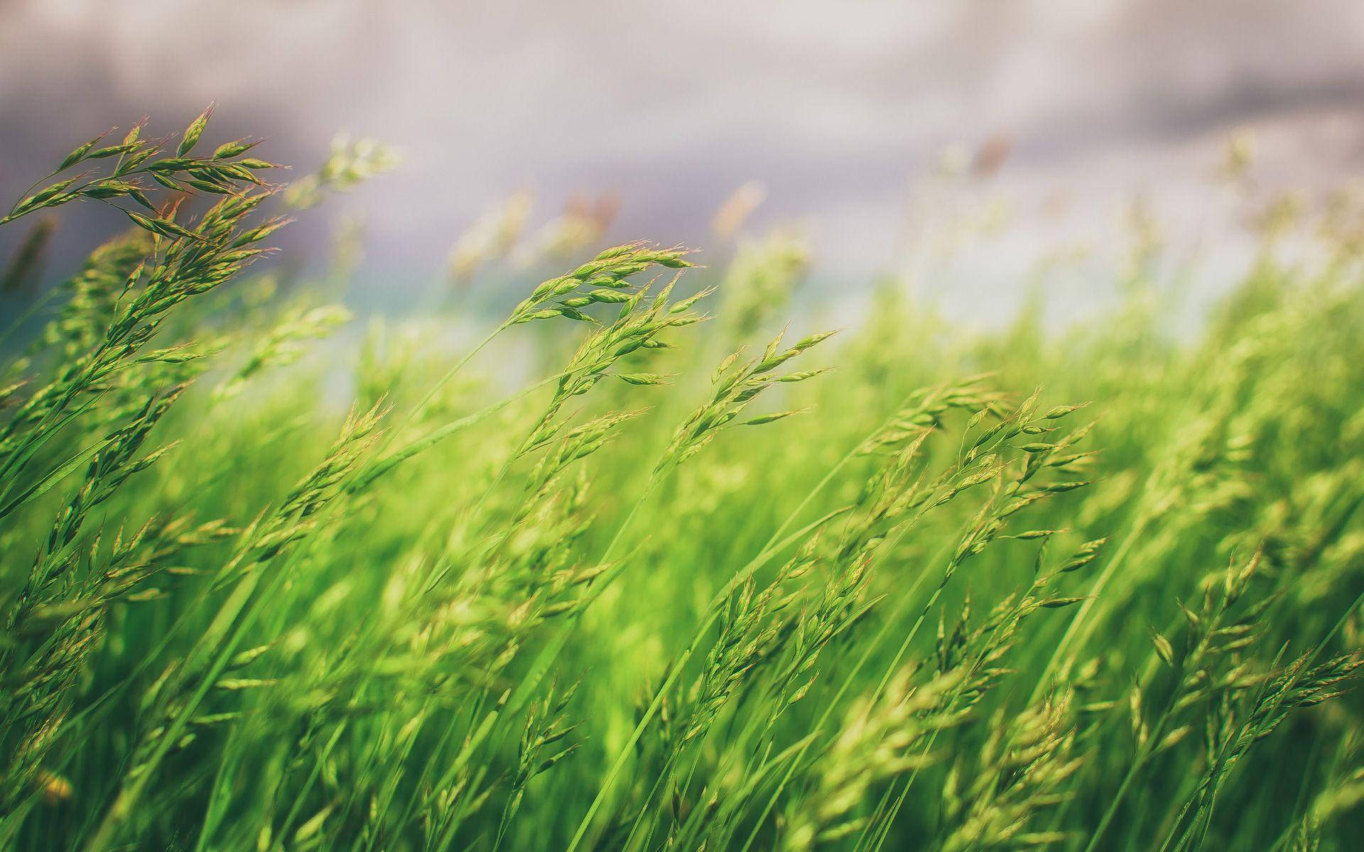 Nature Blur Tall Grass Wallpaper
