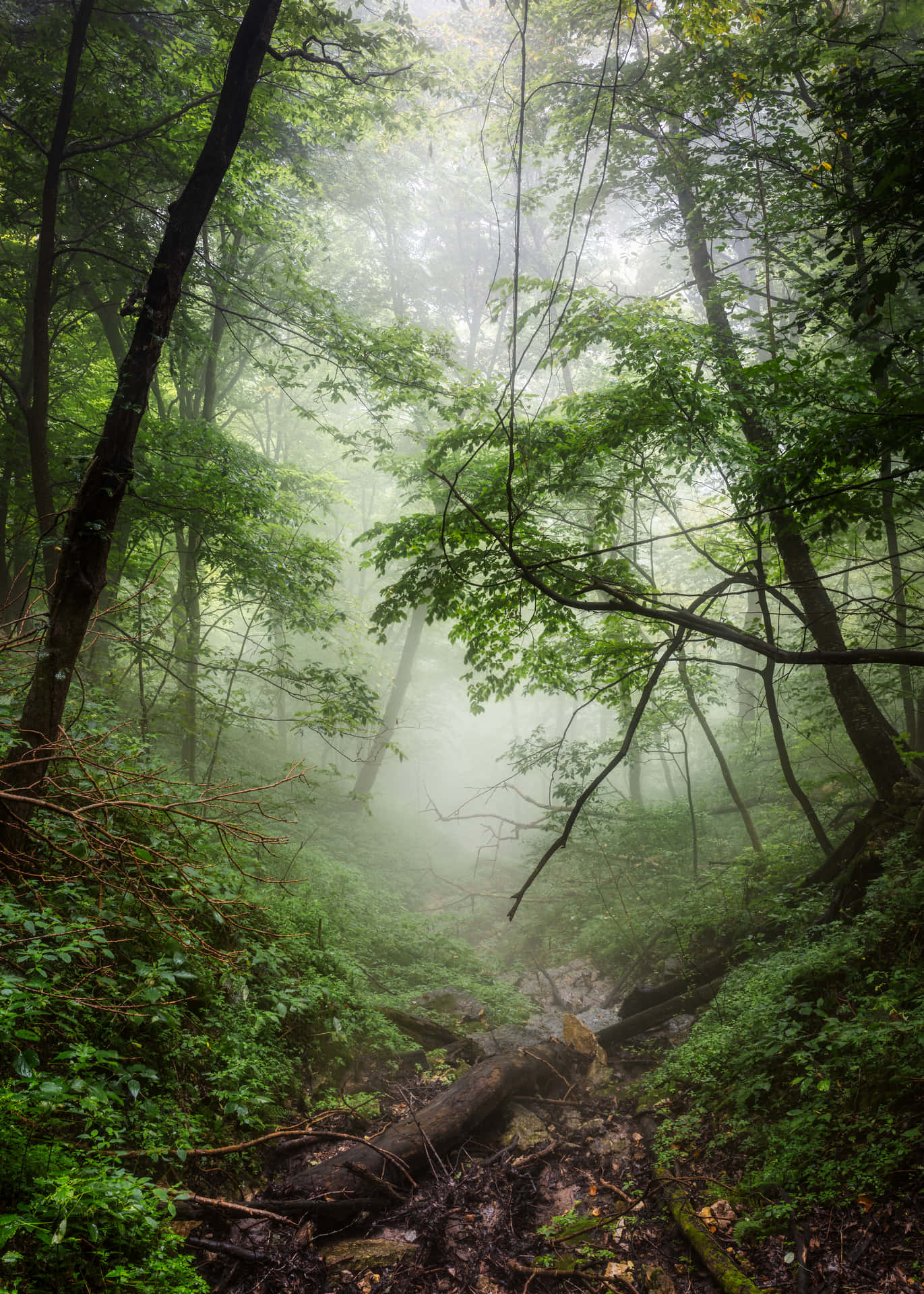 Foggy Nature Picture