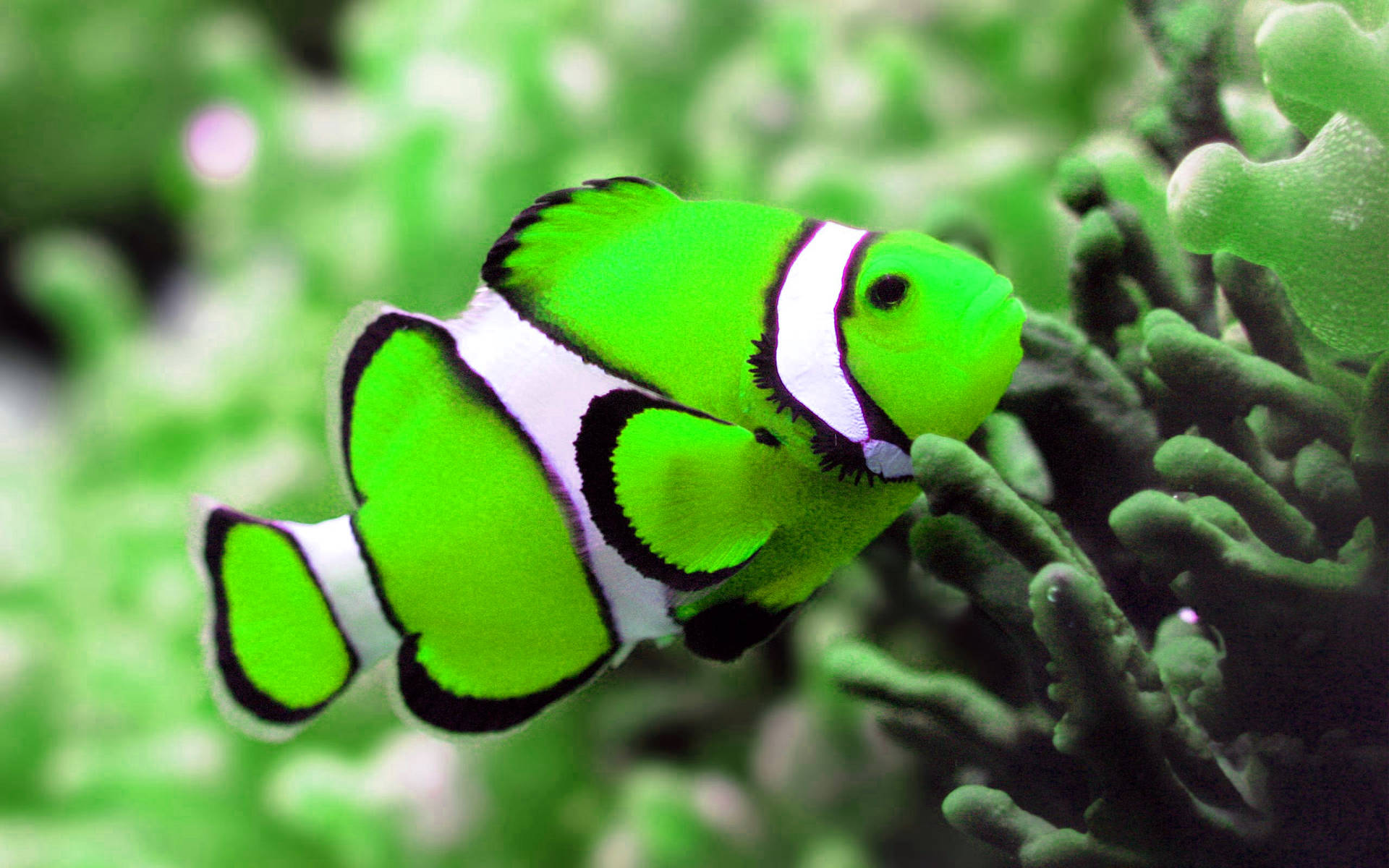 Neon Green Cool Fish Wallpaper