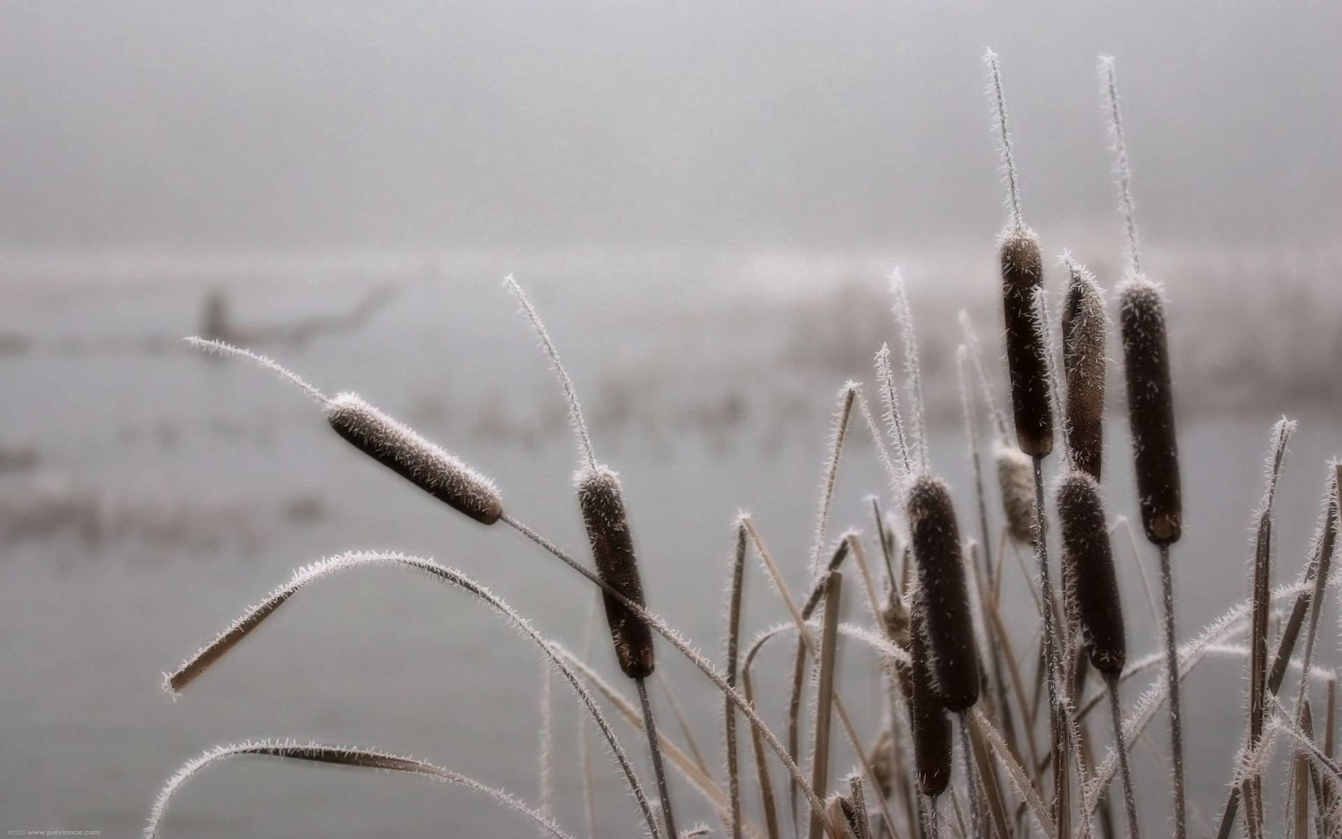 Frosty Cattail at Dawn Wallpaper