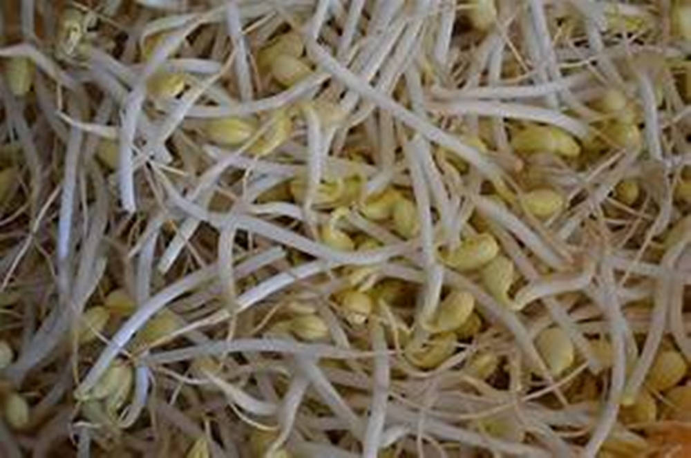 Fresh and Nutritious Mung Bean Sprouts Wallpaper