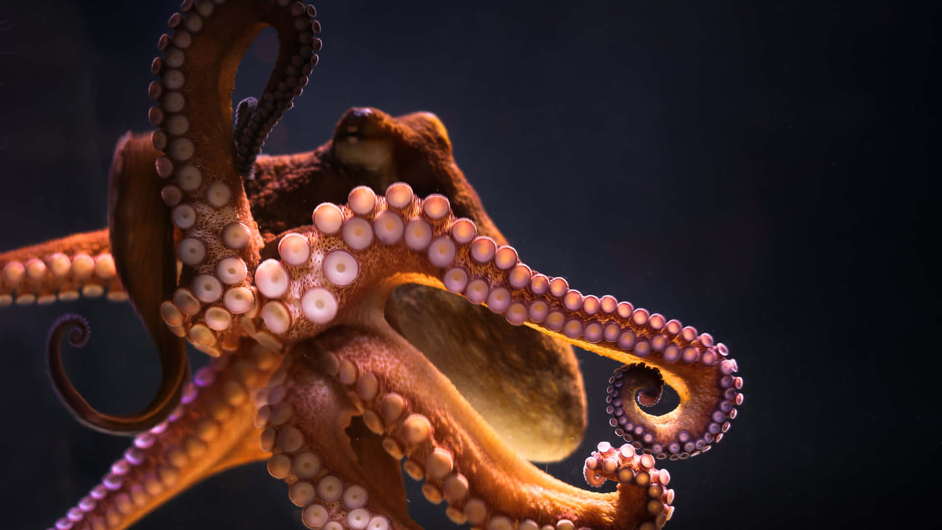 Mysterious Octopus