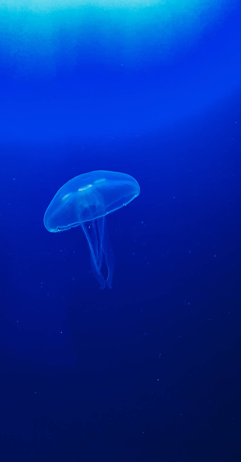 One Blue Jellyfish Wallpaper